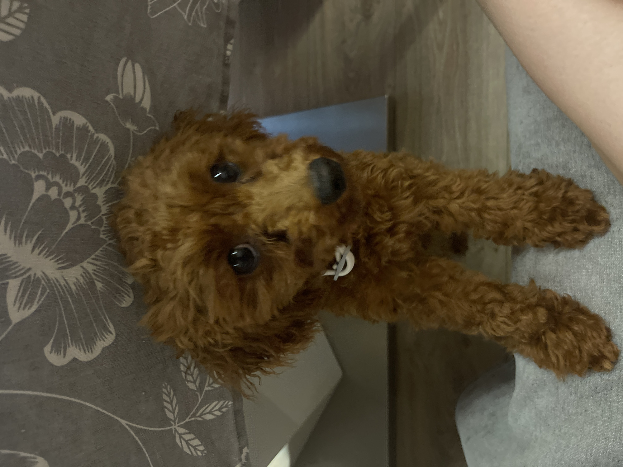 A brown poodle dog with curly fur lies on a gray patterned bedspread next to a light gray surface, possibly clothing. The dog has a dark nose and eyes. A white object, potentially a tag or charm, is attached near its neck. The background is partially visible, showing light-colored walls. The image does not contain information to determine location in Sofia, Bulgaria.