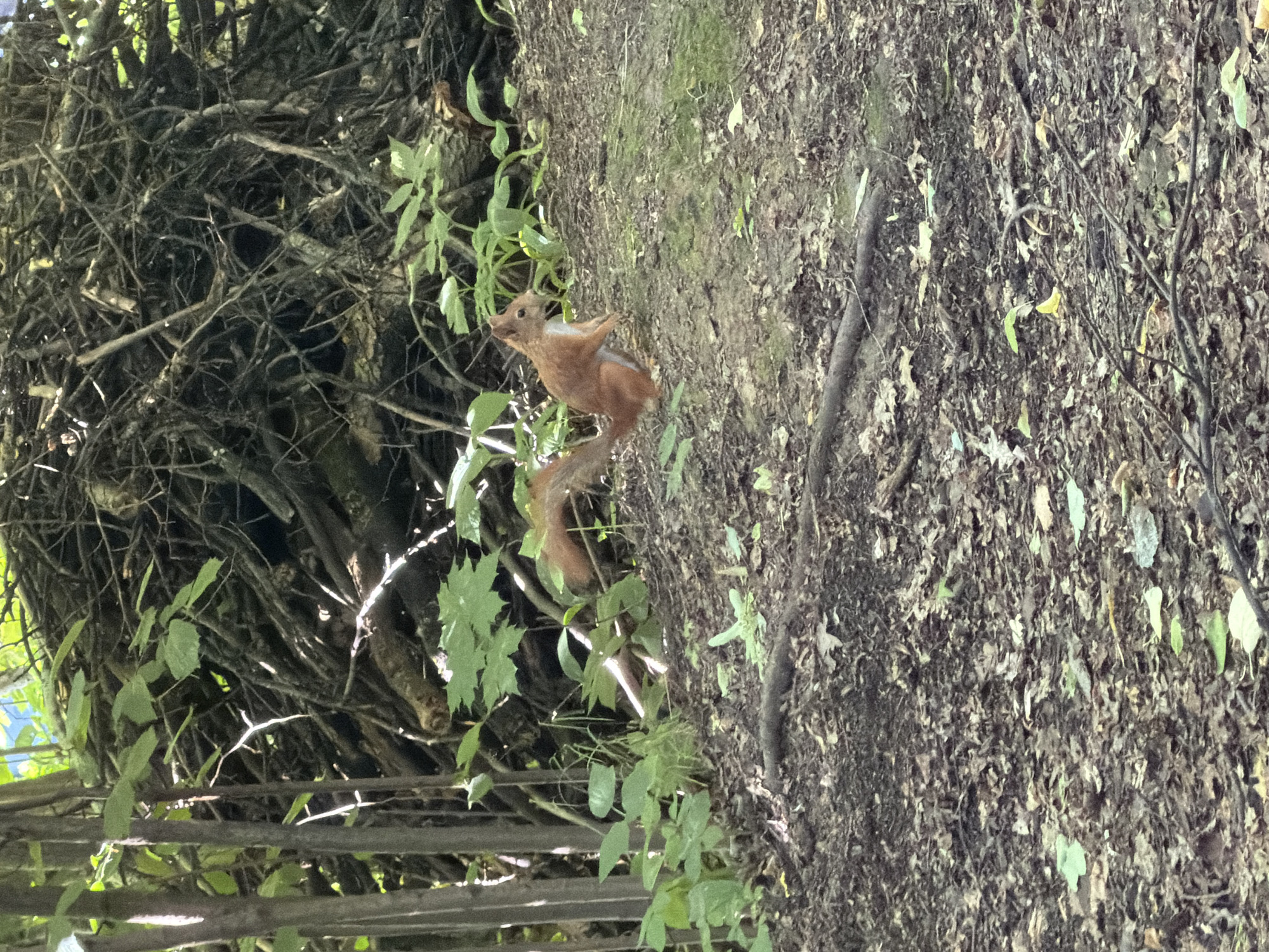An adult red squirrel is on a dirt path in a park or forest. The squirrel is facing right and is in a crouched position. Its tail is curled up and over its back. The squirrel has red fur with a white belly. The background is a dense pile of sticks and branches. There are trees and green plants in the foreground and background. The ground is covered with leaves and dirt. The image was taken in Moscow, Russia.