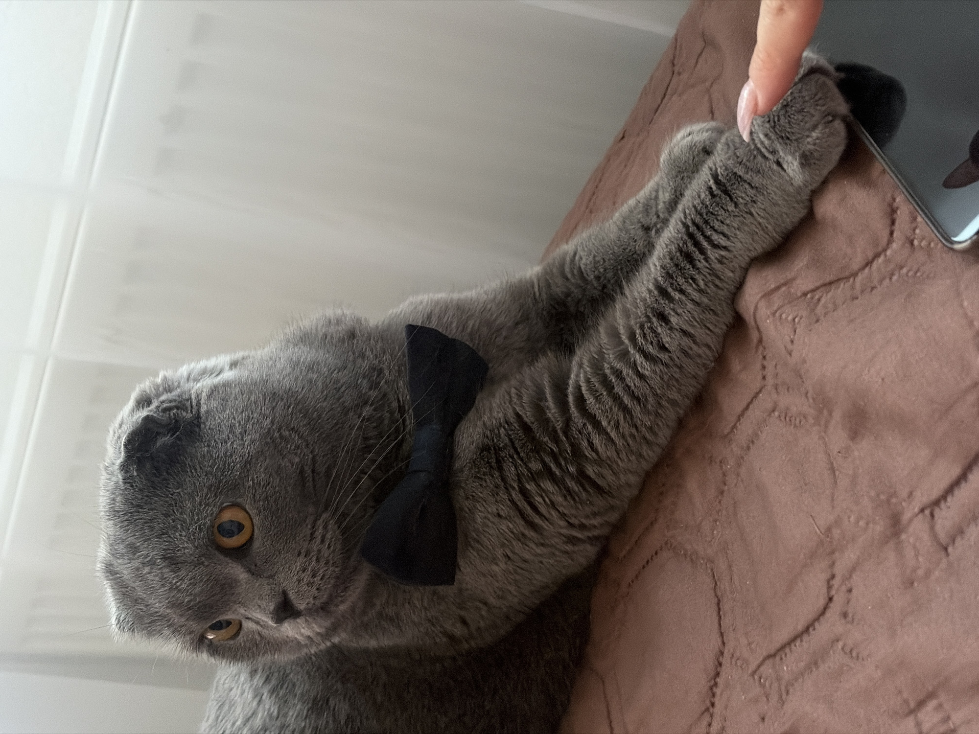 An indoor photograph captures a grey Scottish Fold cat and a human hand interacting over a smartphone. The cat, which is the main subject, is a solid grey color with amber eyes and distinctively folded ears, characteristic of its breed. It is wearing a black bow tie. The cat lies on a brown quilted blanket or bedspread, extending one paw towards a silver/grey smartphone. A human hand, with long, light pink manicured nails, gently touches the cat's paw or the phone with a single finger.
The setting appears to be a cozy domestic environment, likely a bedroom, bathed in soft, diffused light from an unseen source, possibly a window. The background is a light, out-of-focus wall or ceiling. The cat's expression is one of curiosity and engagement, suggesting a playful moment with its owner. The image conveys a sense of quiet companionship and affection. There is no visible text. The scene takes place in Saint Petersburg, Russia.