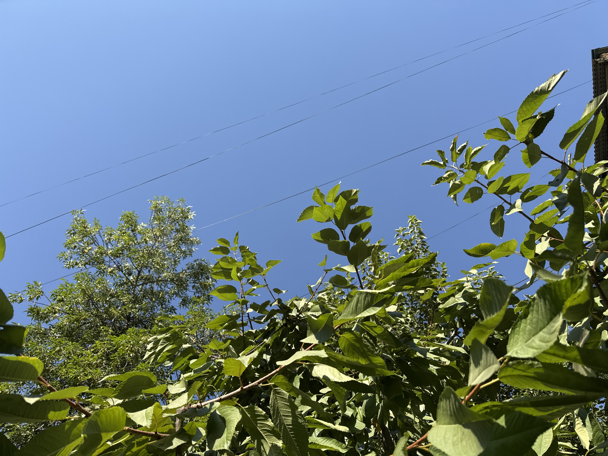 A low-angle, upward shot captures a clear, cloudless blue sky with three dark, thin utility wires stretching diagonally across the frame from the upper left to the lower right. In the foreground and to the left, a dense canopy of lush green leaves from several trees, with some branches visible, dominates the lower half of the image, partially obscuring the sky. In the far upper portion of the frame, a second, sparser tree with smaller, lighter green leaves is visible against the sky. The bottom right corner shows the edge of a dark-tiled roof. The scene appears to be outdoors in an urban or suburban setting, possibly a residential area in Samarkand City, Uzbekistan, given the context. There are no people or animals present.