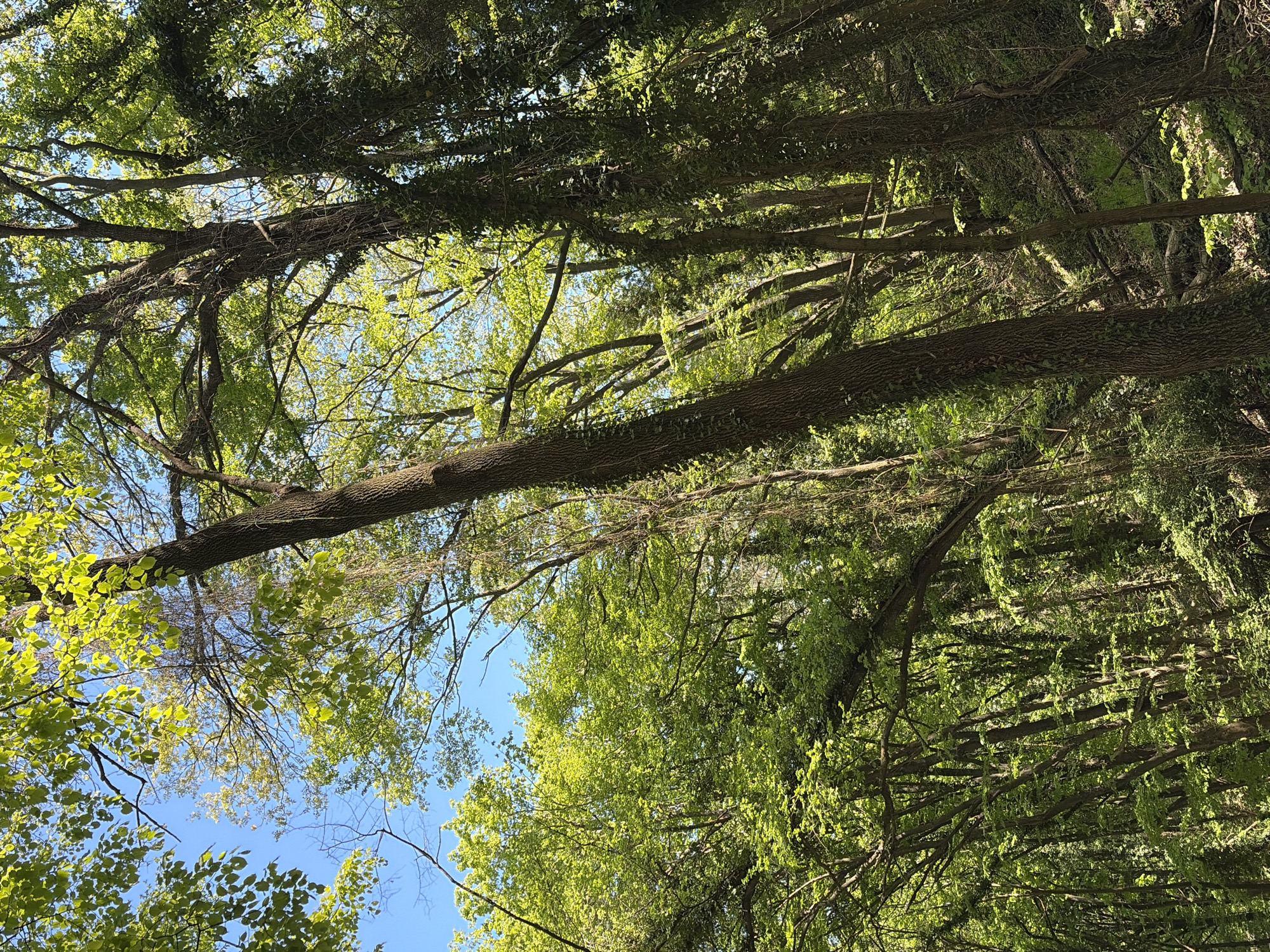 The image shows a view looking upwards through a dense canopy of trees. The sky is visible through gaps in the branches and leaves, appearing light blue. The tree trunks are thick and covered in bark, some with vines climbing up them. The leaves are various shades of green. The scene suggests a wooded area. The location is likely outside the city of Varna, Bulgaria, as there is a low population density.