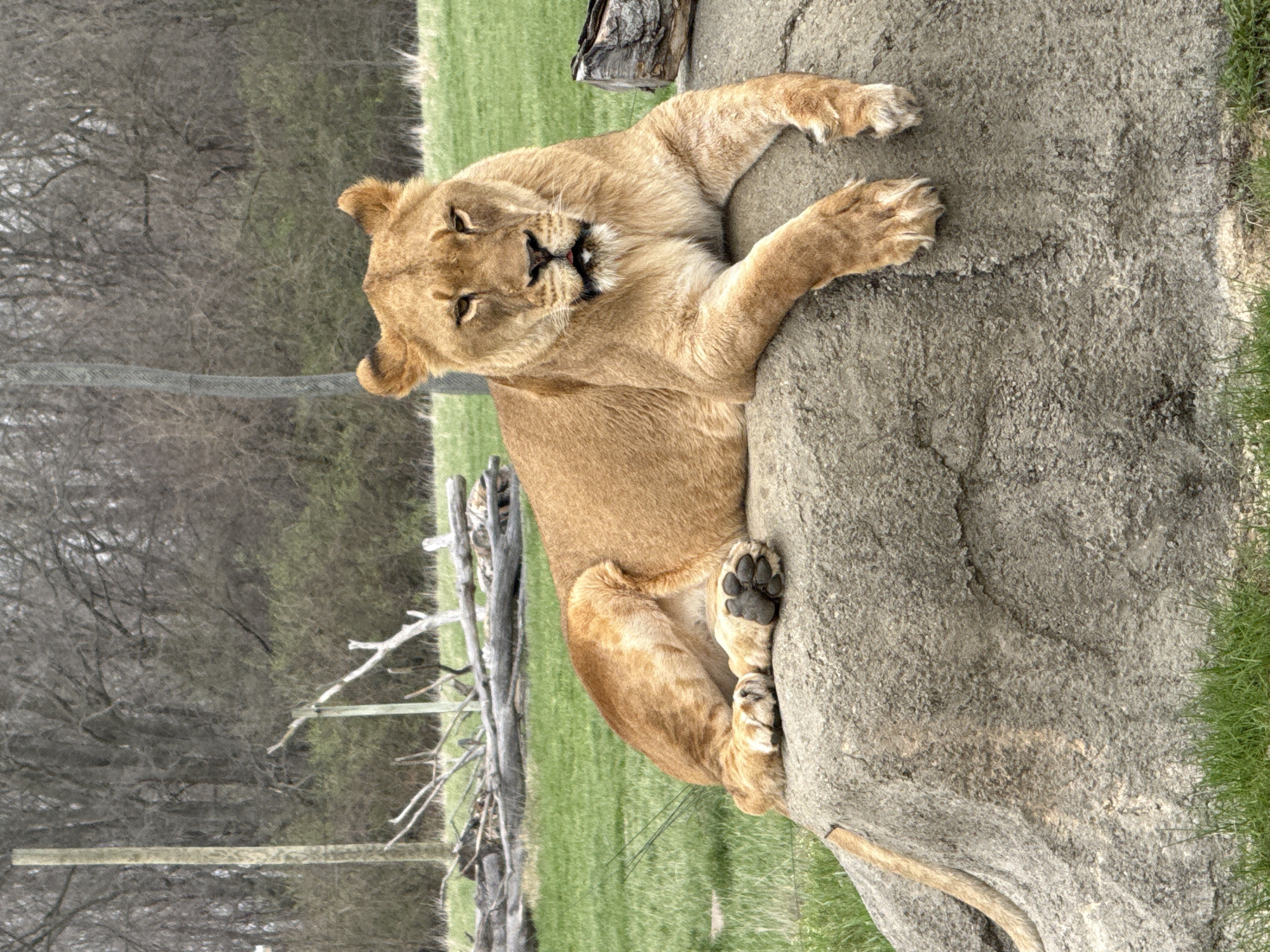 A lioness lies on a grey rock in an outdoor enclosure. The lioness' body is angled diagonally, with her head at the top left and the rest of her body extending downwards to the right. She is golden-brown in color. Her paws are visible, gripping the rock. A grassy field and leafless trees are visible in the background. This picture was most likely taken at the Columbus Zoo and Aquarium in Powell, Ohio, United States.