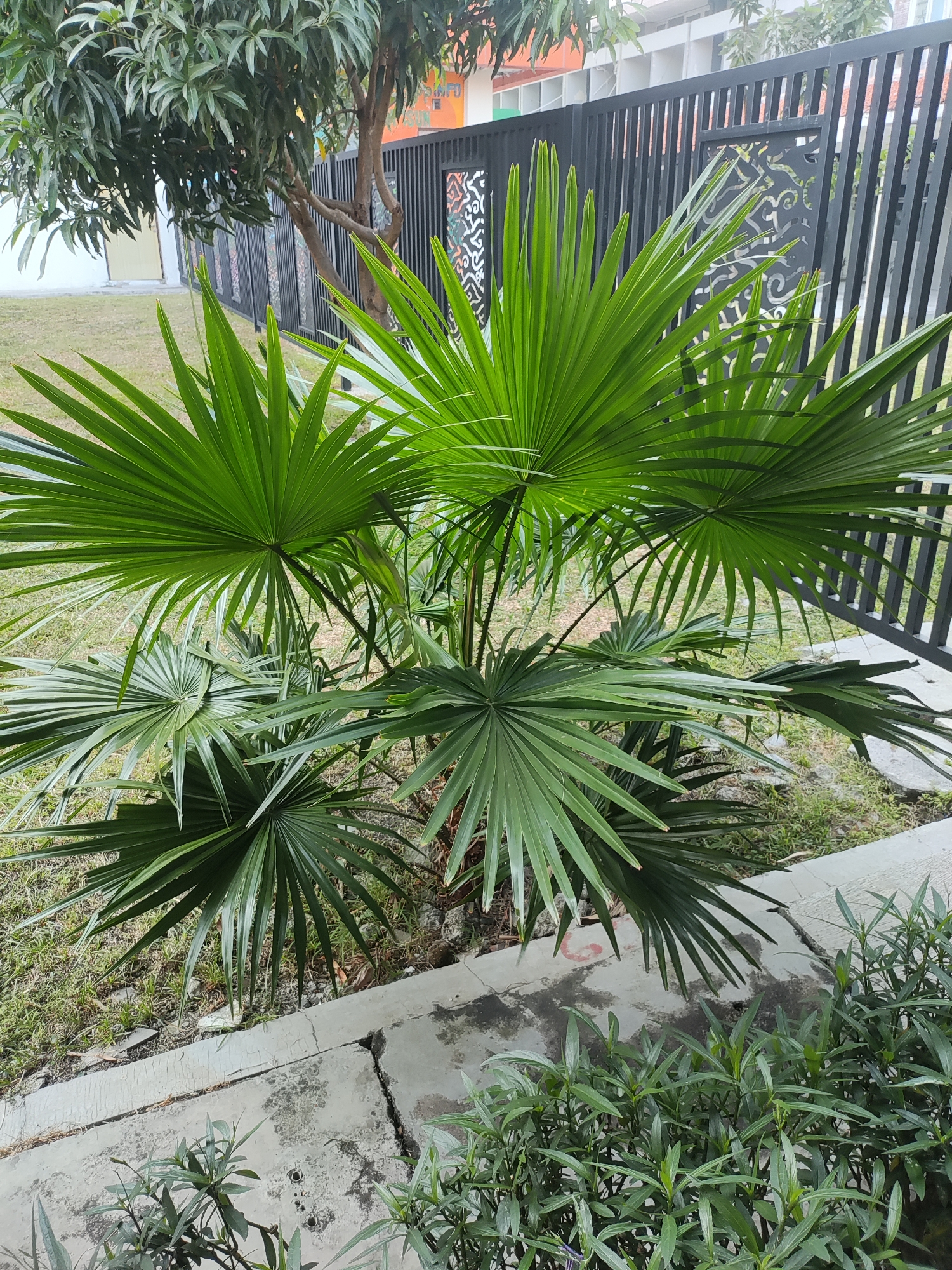 The image depicts an outdoor scene, likely a garden or park area, in Cirebon, Indonesia. In the foreground, a fan palm plant with vibrant green, fan-shaped leaves is prominently featured. The palm is situated next to a cracked concrete pathway, with a small patch of grass and dirt visible behind it. Further in the background, a black metal fence with decorative cutouts runs horizontally across the frame. Beyond the fence, a tree with sparse foliage can be seen, and a building with pale yellow and white walls is partially visible. The overall environment suggests a well-maintained urban outdoor space. There are no people or animals present in the image. The lighting indicates it is daytime.