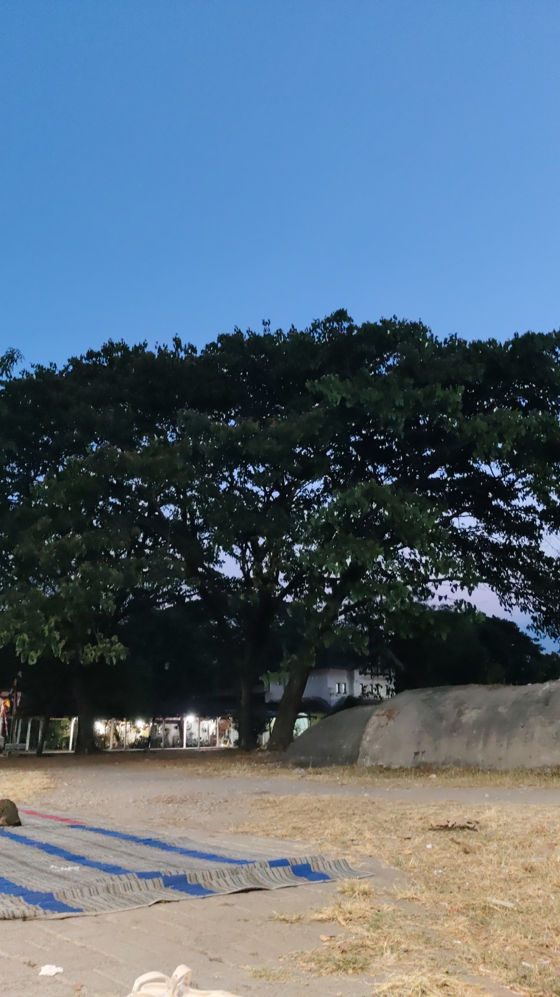 The image depicts an outdoor scene during twilight. A large, dense tree with dark green foliage dominates the center and left of the frame. Behind the tree, a building with illuminated windows suggests a commercial establishment, possibly a restaurant or shop, is open for business. A light-colored, curved structure, possibly a bunker or a man-made mound, is visible on the right side of the image. In the foreground, a striped mat lies on dry, sparse grass, with a small, light-colored object, potentially an animal or a discarded item, near the bottom edge. The sky is a clear, deep blue, indicating the time is just after sunset. The overall impression is a serene, slightly dusky atmosphere, possibly in a park or a public area. Given the context of Madiun, Indonesia, this could be a scene from a local eatery or a recreational space within the city.