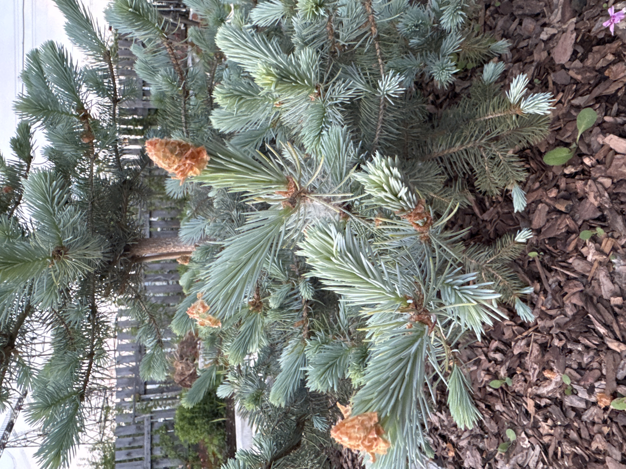 The image shows a close-up of a blue spruce tree (Picea pungens 'Glauca') with some spent cones still attached. The tree is surrounded by mulch. A wooden fence is partially visible in the background. The location is Chaikovsky, Russia. The overall environment appears to be a garden or landscaping setting.