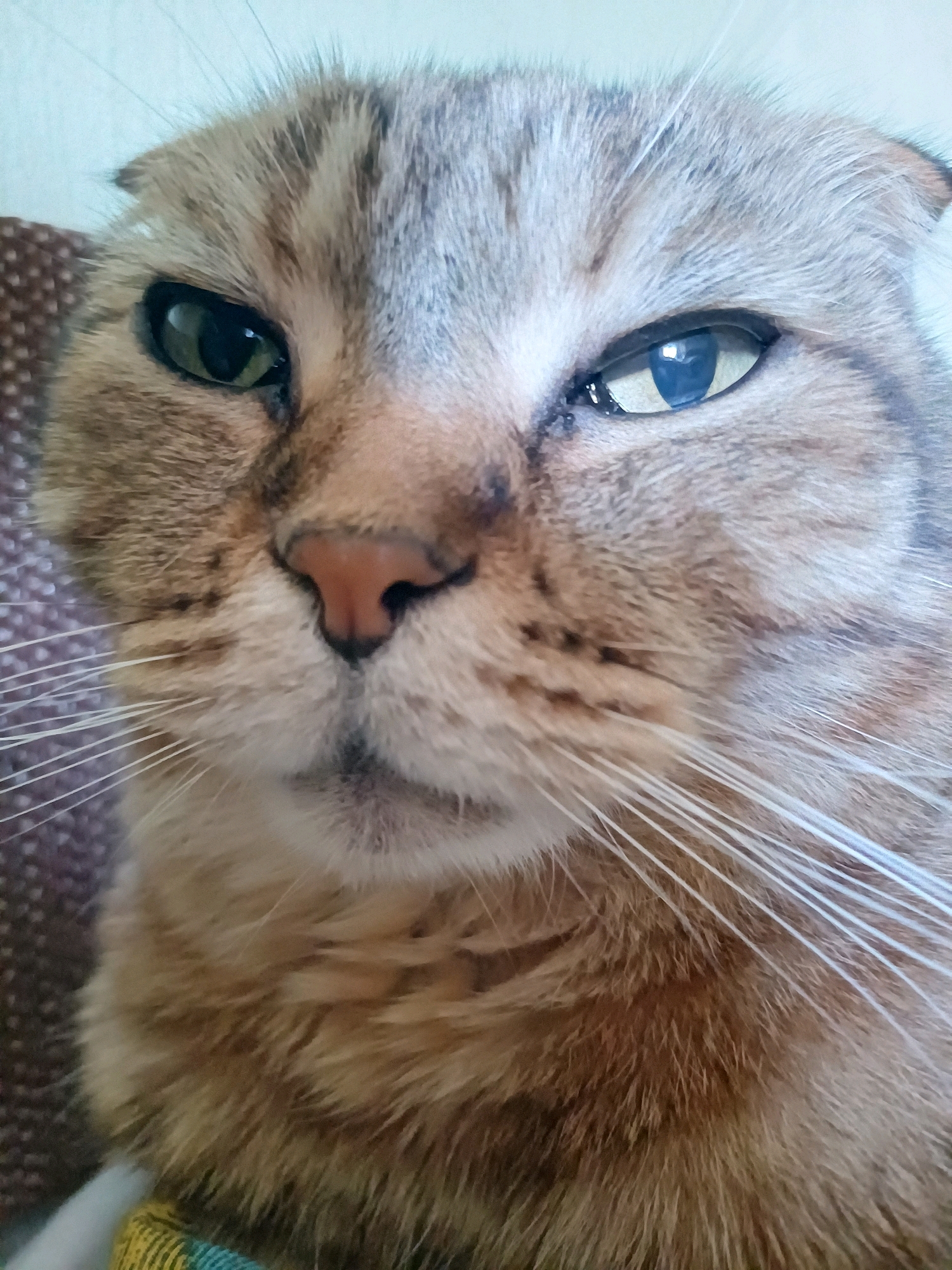 A close-up, head-on shot shows the face of a Scottish Fold cat. The cat is looking directly at the camera with its eyes partially narrowed and its ears folded forward. The cat's fur is a mixture of brown, grey, and tan tabby markings. The background is blurred and appears to be a textured surface, possibly a piece of furniture. The image is well-lit, with the cat's face clearly in focus. No specific location in Kyiv, Ukraine, can be identified from the image.
