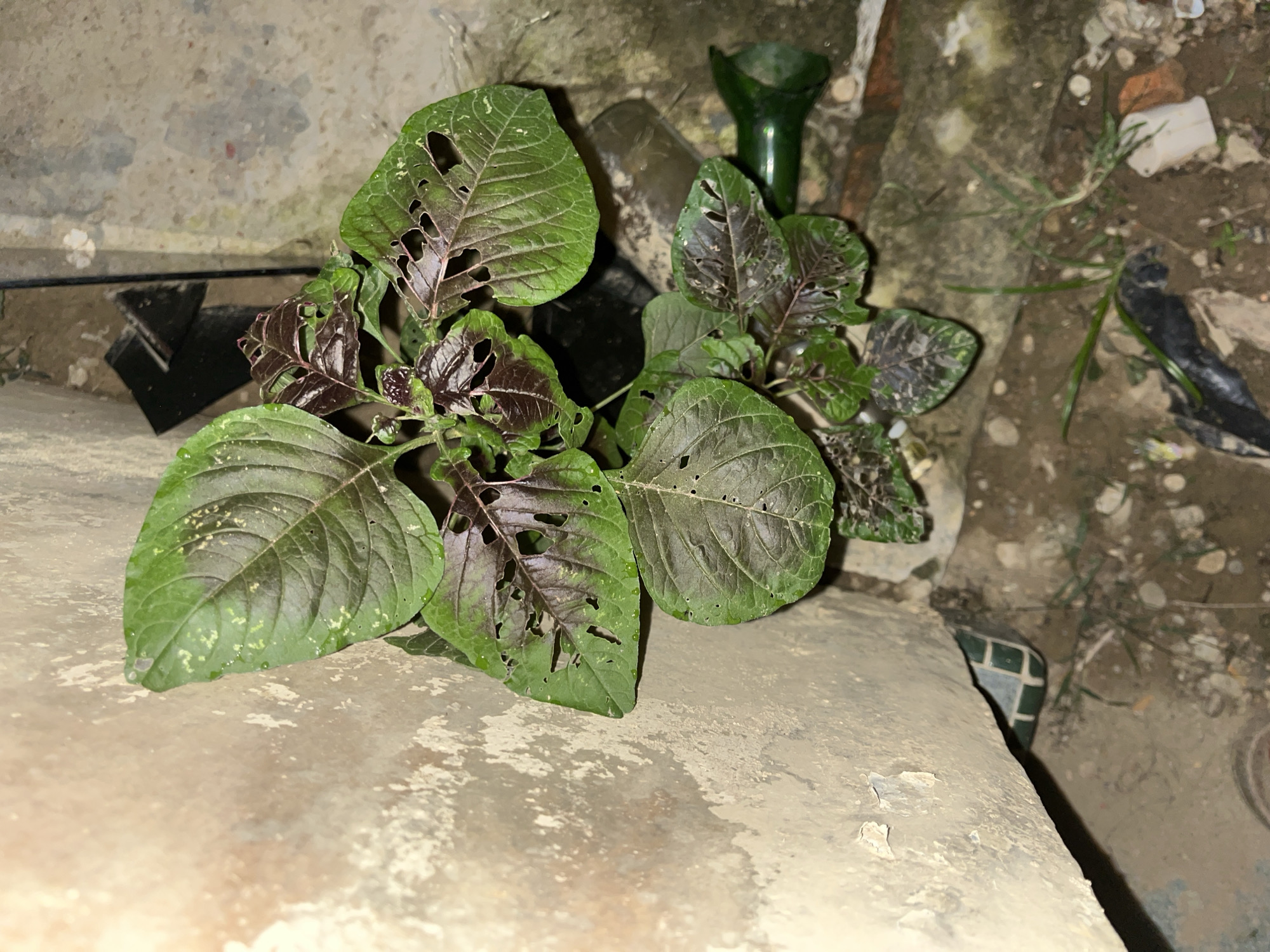 A cluster of amaranth plants, characterized by green leaves with prominent red veins and significant insect damage, is growing in a neglected corner adjacent to a concrete wall. The ground is a mixture of dirt, small rocks, and debris, including a broken green glass bottle and a black plastic object. The environment suggests an outdoor, possibly urban, setting with evidence of disuse and minimal upkeep. The lighting indicates it is either nighttime or a poorly lit area. The scene is devoid of any human presence or activity.