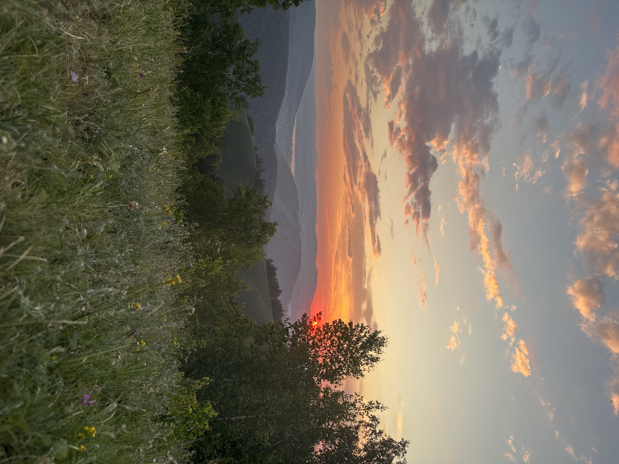This image captures a serene sunset over the hills of Krasnoyarsk, Russia. In the foreground, a lush meadow is dotted with various wildflowers, their colors softened by the fading light. Beyond the meadow, rolling green hills stretch into the distance, leading to a valley where a settlement is visible, nestled among the trees. The sky above is a canvas of warm hues, with streaks of orange, pink, and yellow painted across it, a testament to the setting sun. The sun itself is a vibrant orb, partially obscured by the silhouette of trees on the right side of the frame, casting a warm glow on the surrounding landscape. The scene evokes a sense of tranquility and natural beauty, showcasing the picturesque scenery that surrounds Krasnoyarsk.