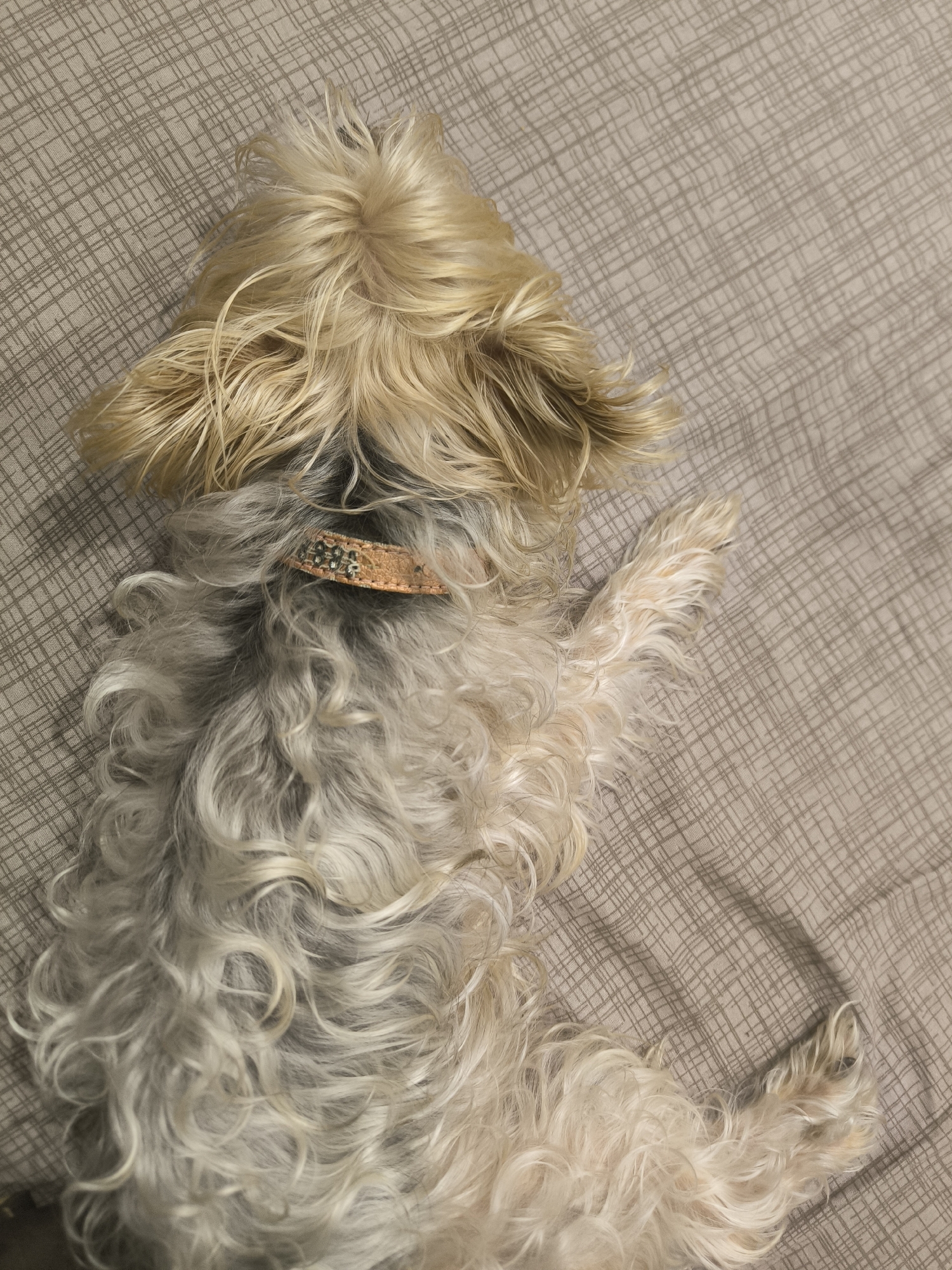 A small, light-colored, shaggy dog with blonde and gray fur is lying on its side on a textured, taupe-colored surface. The dog is wearing a light brown collar with a decorative pattern. The dog's head is on the left side of the frame, facing away from the camera, with its blonde fur spilling over its face. Its body extends towards the right side of the frame, with its hind legs visible. The surface appears to be a blanket or bedspread with a subtle grid pattern. The lighting is soft, casting a slight shadow. The location of this image in the city of Tyumen, Russia is unknown.