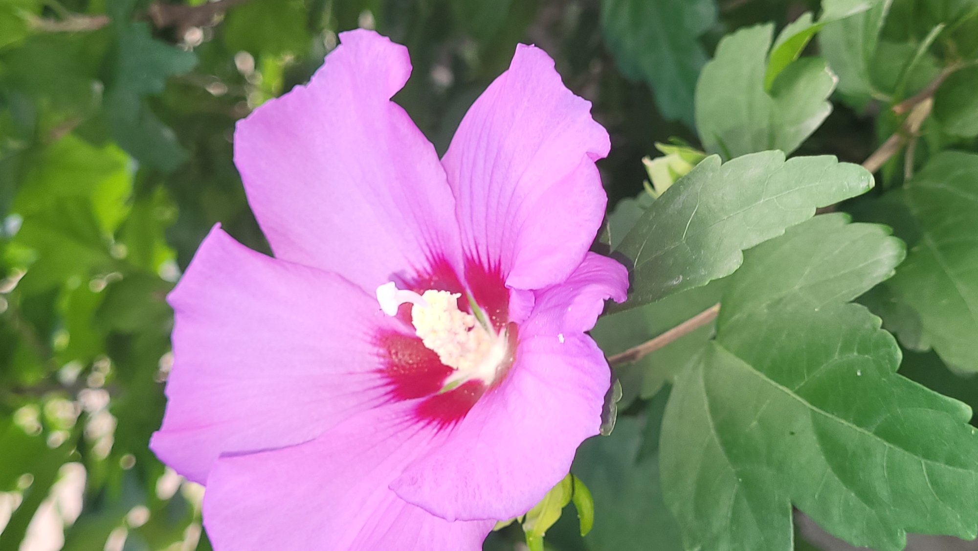 This is a close-up, vertical, eye-level photograph of a single, vibrant pink hibiscus flower in bloom. The flower, positioned in the center of the frame, displays five prominent, slightly ruffled petals with a deep red center. The pistil and stamens are clearly visible, tinged with yellow and white. The flower is surrounded by lush, green leaves, some of which are in sharp focus while others are softly blurred in the background. The overall lighting suggests it is daytime, with soft illumination highlighting the flower's textures and colors. There are no people or any identifiable human-made objects in the image. The natural environment depicted could be a garden or park. The request to include the location in the city of Taraz city administration, Kazakhstan, cannot be fulfilled as there are no visual cues in the image to support this specific location.