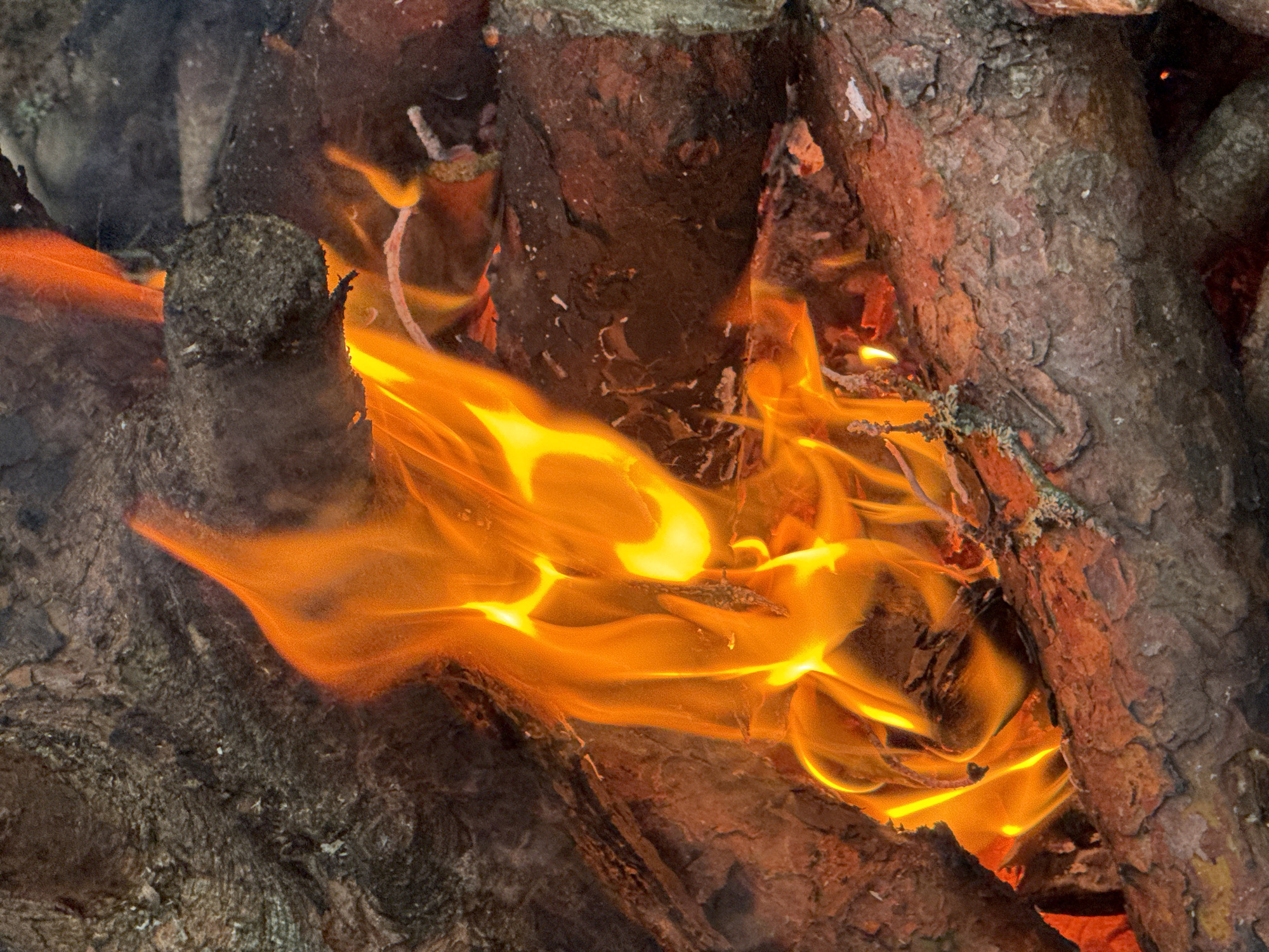 A close-up, vertical image depicts an active fire consuming multiple logs of wood. Bright orange and yellow flames, exhibiting dynamic shapes and varying intensities, are central to the composition, intertwining with and illuminating the dark, textured surfaces of the burning timber. The wood logs, ranging in color from dark brown to reddish-brown and grey, show rough bark textures; some segments appear partially charred, while others display patches of lighter-colored lichen or moss. Faint wisps of smoke are visible amidst the flames and heat. The fire is the primary light source, casting warm tones on the surrounding wood. No human figures or man-made objects beyond the firewood are present. This scene is located in the city of Zelenaya Roshcha, Russia.