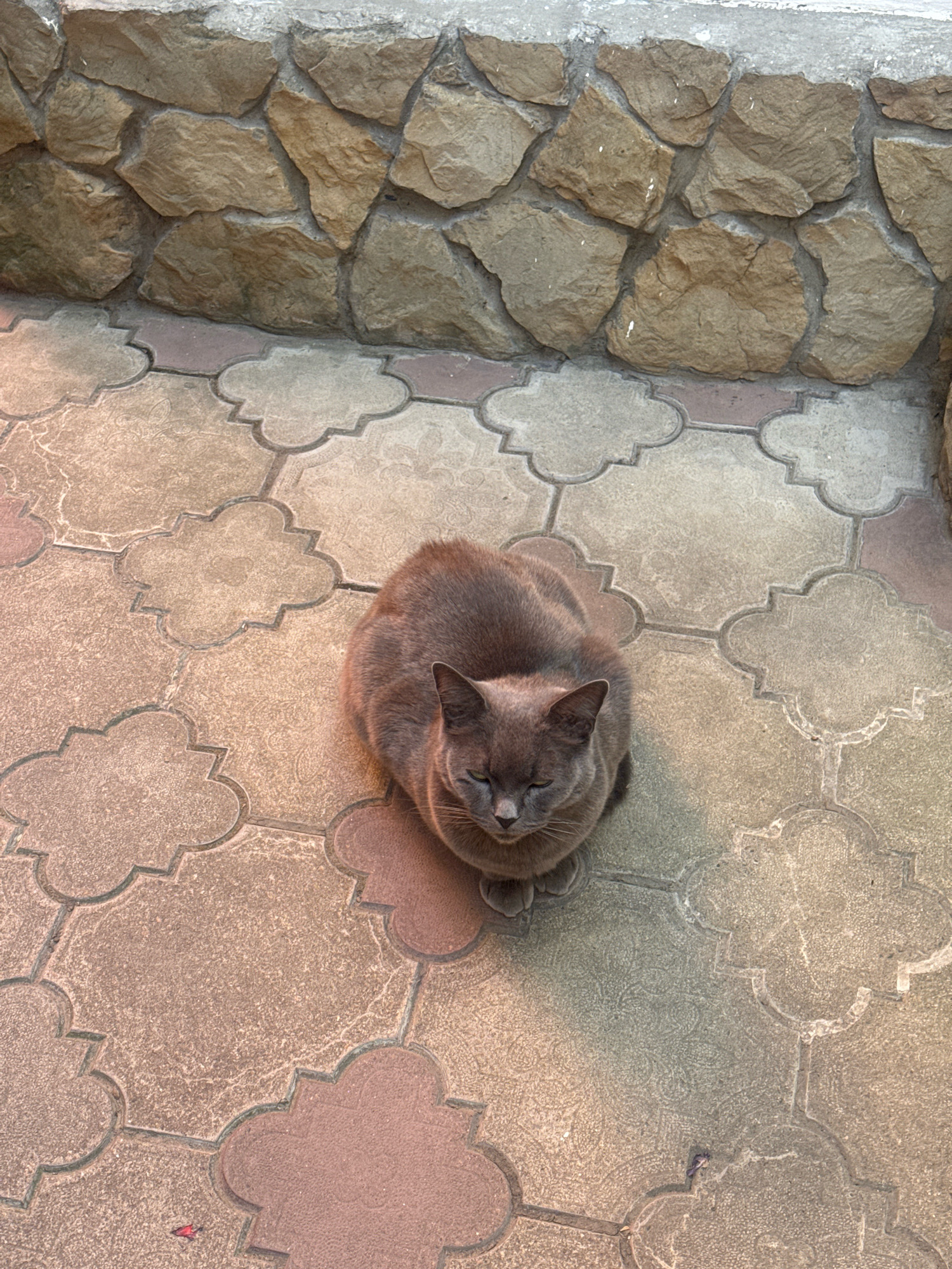 A medium shot, taken from a high angle, shows a gray cat sitting on a patterned tiled surface in front of a stone wall. The cat is facing forward, with its eyes closed, and appears to be resting. The tiled surface is made up of interlocking hexagonal and clover-shaped tiles in shades of brown and gray. The stone wall behind the cat is constructed from irregularly shaped, rough-hewn stones in various shades of brown and beige, cemented together. The lighting suggests it is daytime, with shadows cast on the tiled ground. This scene is likely located in a courtyard or outdoor public space in Anapa, Russia.