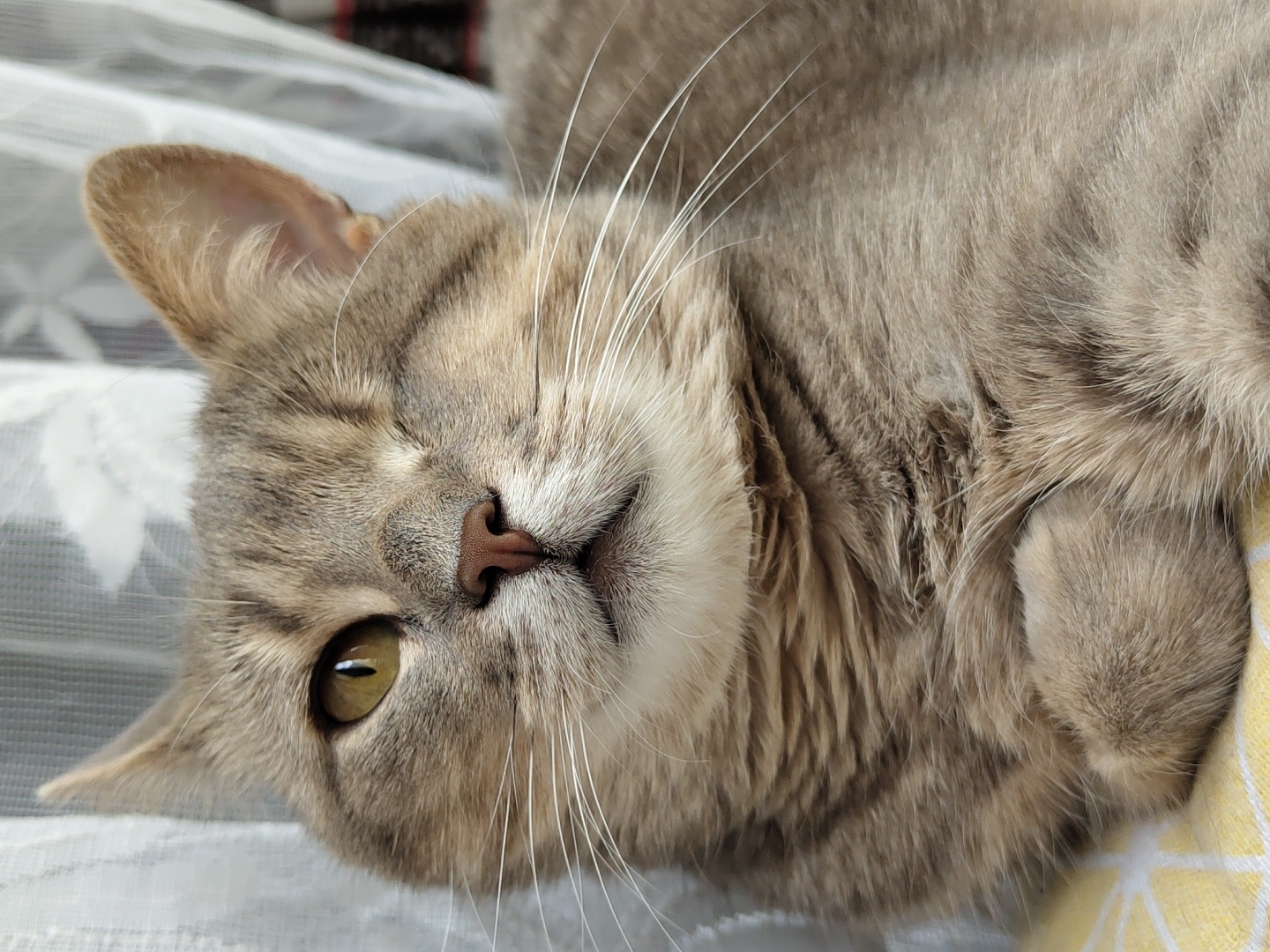 This is a close-up, horizontal, low-angle shot of a tabby cat lying on its side. The cat's head is in the foreground, tilted to its left. Its fur is a mix of grey and brown with darker stripes. Its left eye, which is open, is a vibrant green-yellow. The cat's nose is a light pinkish-brown, and its mouth is closed, with long white whiskers fanning out from its muzzle. The cat's right eye is mostly closed, giving it a sleepy appearance.
The cat appears to be resting on a white, sheer fabric with a floral pattern, possibly a curtain or a bedspread. Behind the cat, out of focus, is a hint of a yellow and white patterned fabric, likely another part of the bedding or a blanket. The lighting suggests it could be daytime, possibly indoors given the soft, diffused light. The cat's relaxed posture and slightly closed eye convey a sense of contentment and peacefulness. There is no visible text in the image.
