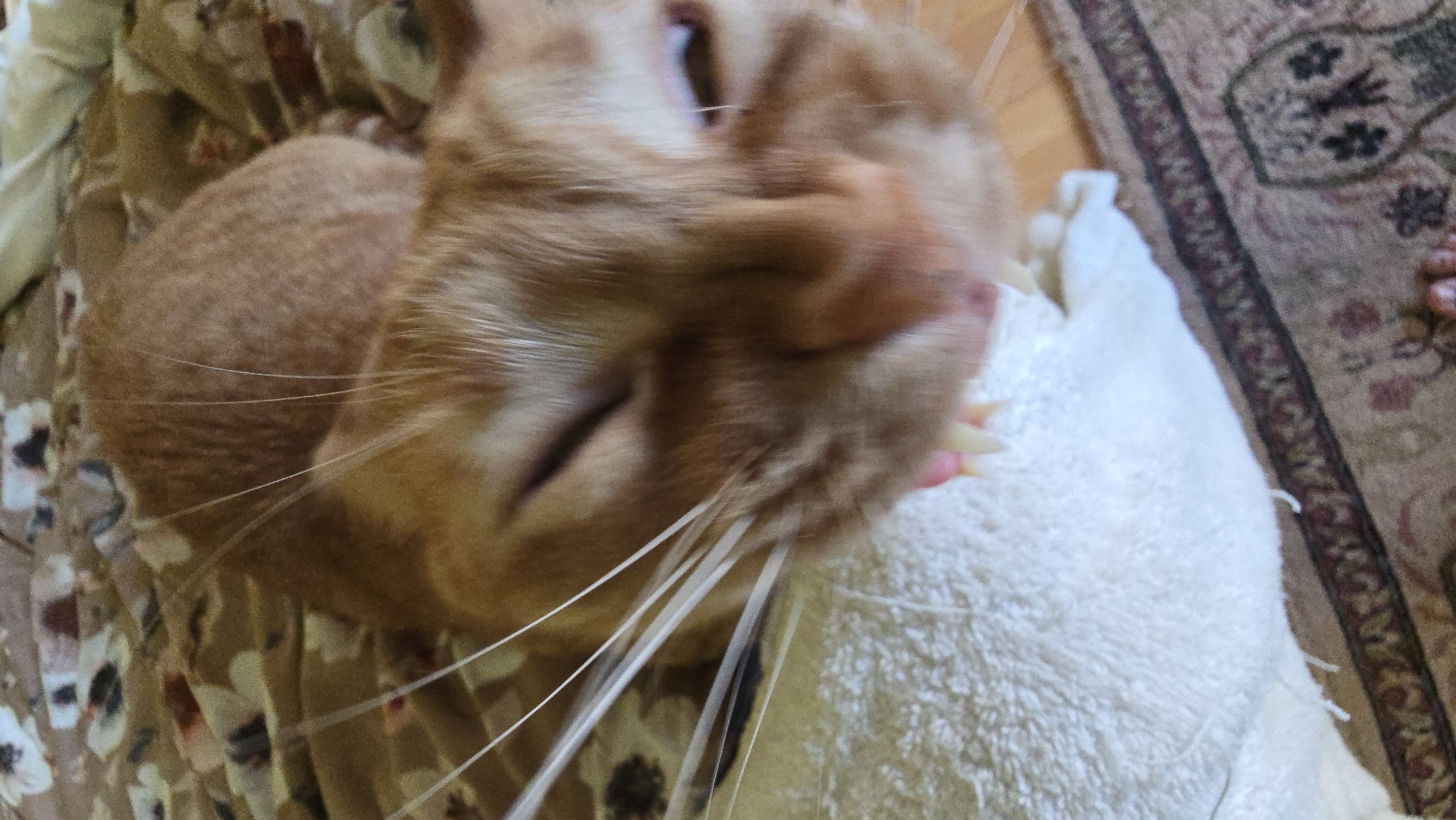 An orange tabby cat is captured in a close-up, blurry, vertical shot, appearing to yawn or stretch. Its mouth is open, revealing sharp white teeth, and its eyes are partially closed. The cat's whiskers are prominent, extending outwards. The background is a soft, textured surface, possibly a bed or blanket, with a floral pattern. In the foreground, a white textured object, possibly a rug or towel, is visible, and a portion of a patterned carpet with an ornate design is seen at the bottom of the image. The lighting suggests an indoor setting.