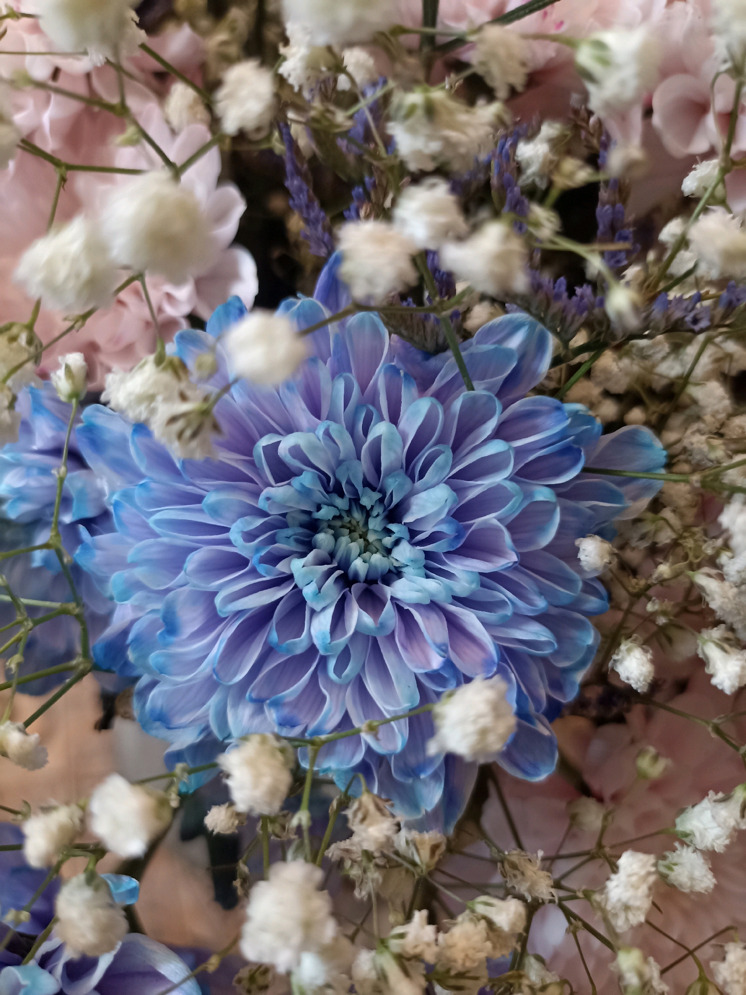 A close-up shot showcases a vibrant blue chrysanthemum with delicate petals, nestled amidst a bouquet of flowers. The chrysanthemum, with its intricate layers and subtle color gradient from deep blue to lighter shades, is the central focus. Surrounding it are clusters of small, white baby's breath flowers, adding a touch of softness and texture. In the background, hints of pale pink and lavender flowers, along with dried lavender sprigs, create a soft, blurred backdrop. The lighting is gentle, highlighting the details of each petal and bloom. The setting is an indoor arrangement, likely a floral display.