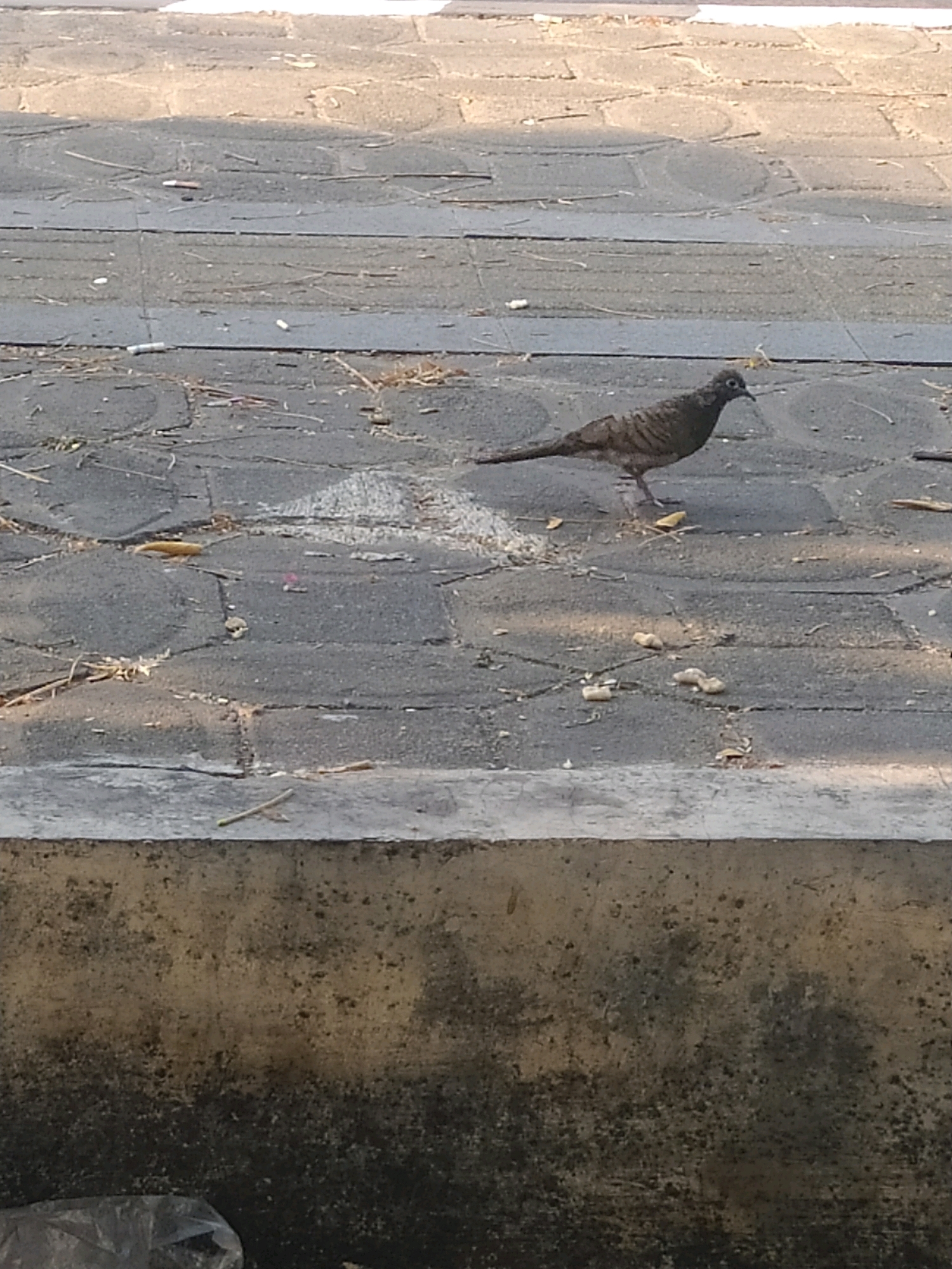 A single pigeon stands on a paved surface in Karanganyar, Indonesia. The pigeon is facing to the right and is slightly blurred. The paved surface is made of rectangular stones and is dirty, with some debris scattered on it, including cigarette butts and what appear to be pieces of food. The pigeon is positioned in the middle of the frame, with the background showing a continuation of the paved area and a blurred concrete structure in the foreground. The lighting suggests it is daytime, with shadows cast on the ground.