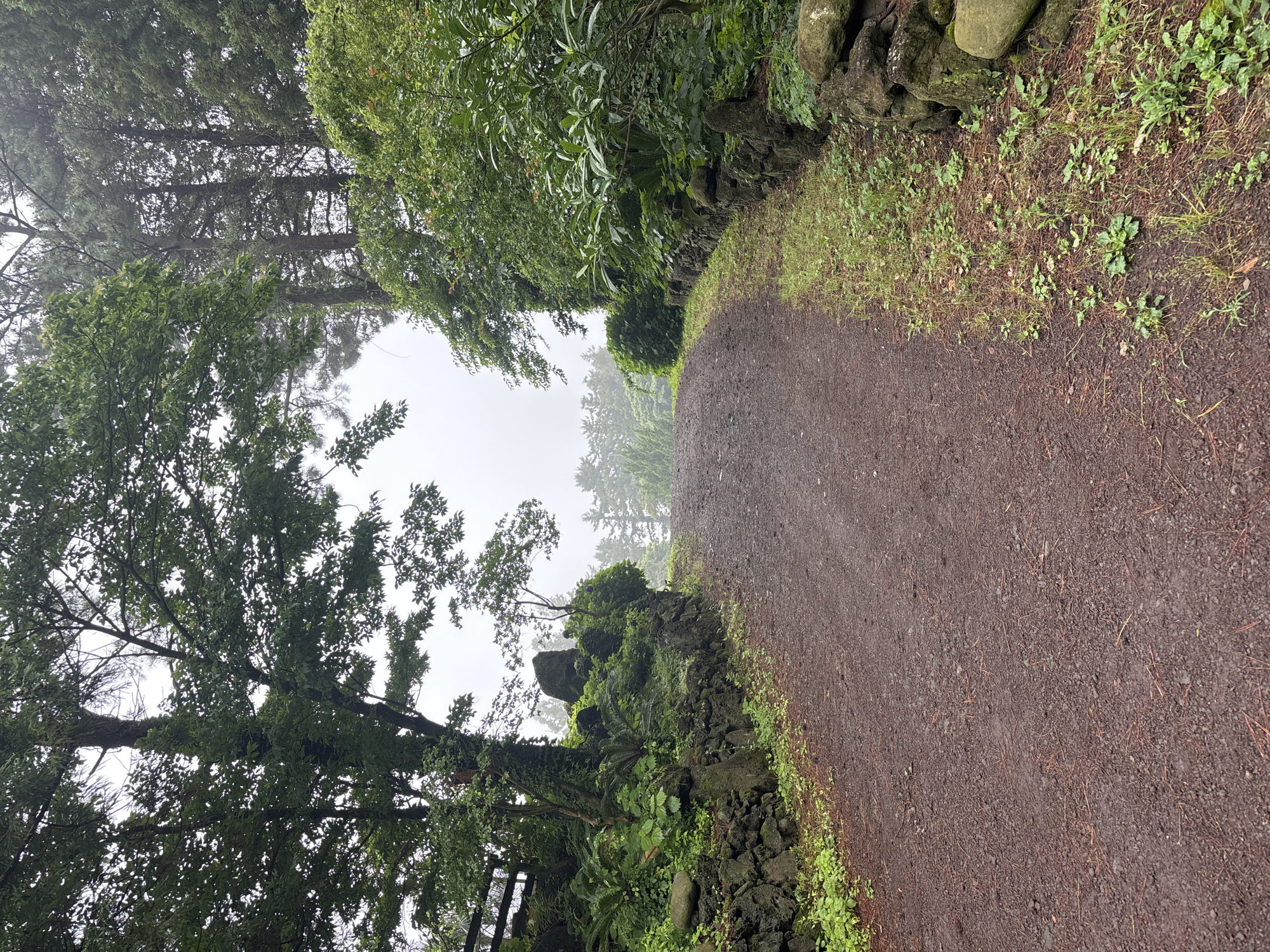 The image depicts a dirt path leading uphill through a lush, green environment. The path is composed of reddish-brown soil with scattered pine needles. On either side of the path are low stone walls made of dark, irregular volcanic rocks, typical of the landscape in Jeju, South Korea. Dense foliage, including trees and various green plants, lines the walls and encroaches onto the path. The trees on the left are larger and more mature, with thick trunks and abundant leaves, some of which are covered in moss. The trees on the right are also dense and green, with some branches extending over the path. In the background, the path curves out of view, and beyond that, a hazy, overcast sky is visible, with the silhouettes of more trees in the distance. The overall atmosphere is damp and serene, suggesting a natural or park-like setting. The scene is devoid of any people or animals. The presence of volcanic rock walls strongly suggests a location within Jeju Island, a region known for its volcanic origins and distinctive stonework.