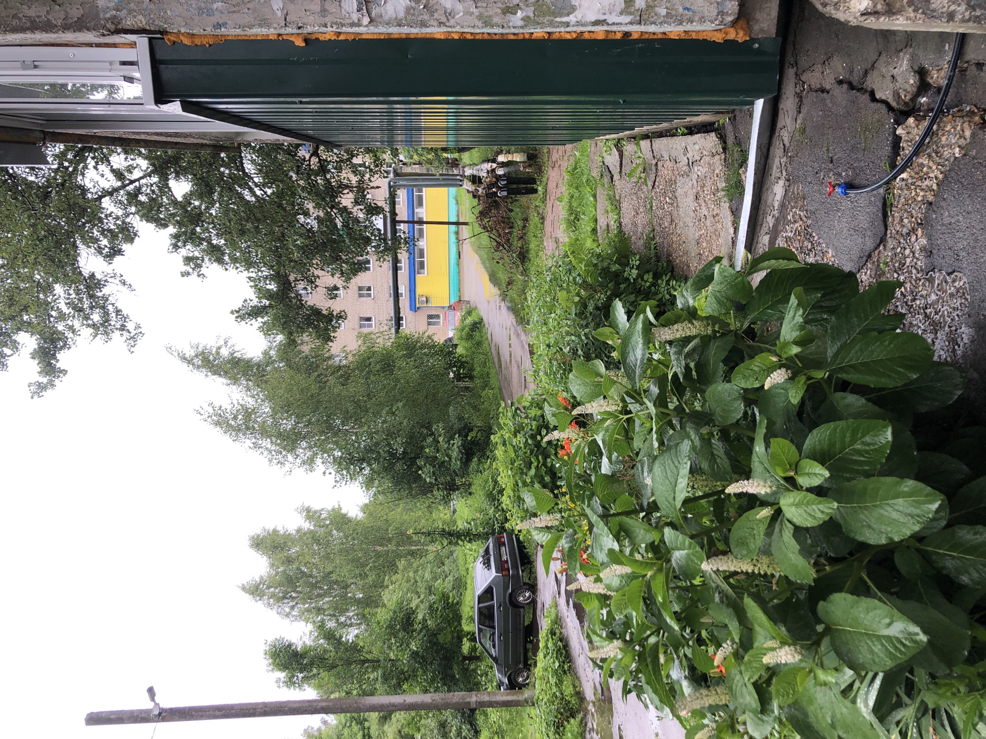 In an overcast outdoor scene in Safonovo, Russia, a dark green hatchback is parked on a wet, dirt road next to a concrete utility pole. Lush green foliage and trees surround the vehicle, with a building visible in the background. The foreground features a large bush with white, elongated flower spikes and broad green leaves. To the right, a section of a green metal fence is visible against a rough concrete wall, with orange insulation peeking out from the gap between them. A black hose with a red valve connector lies on the cracked pavement in front of the fence.