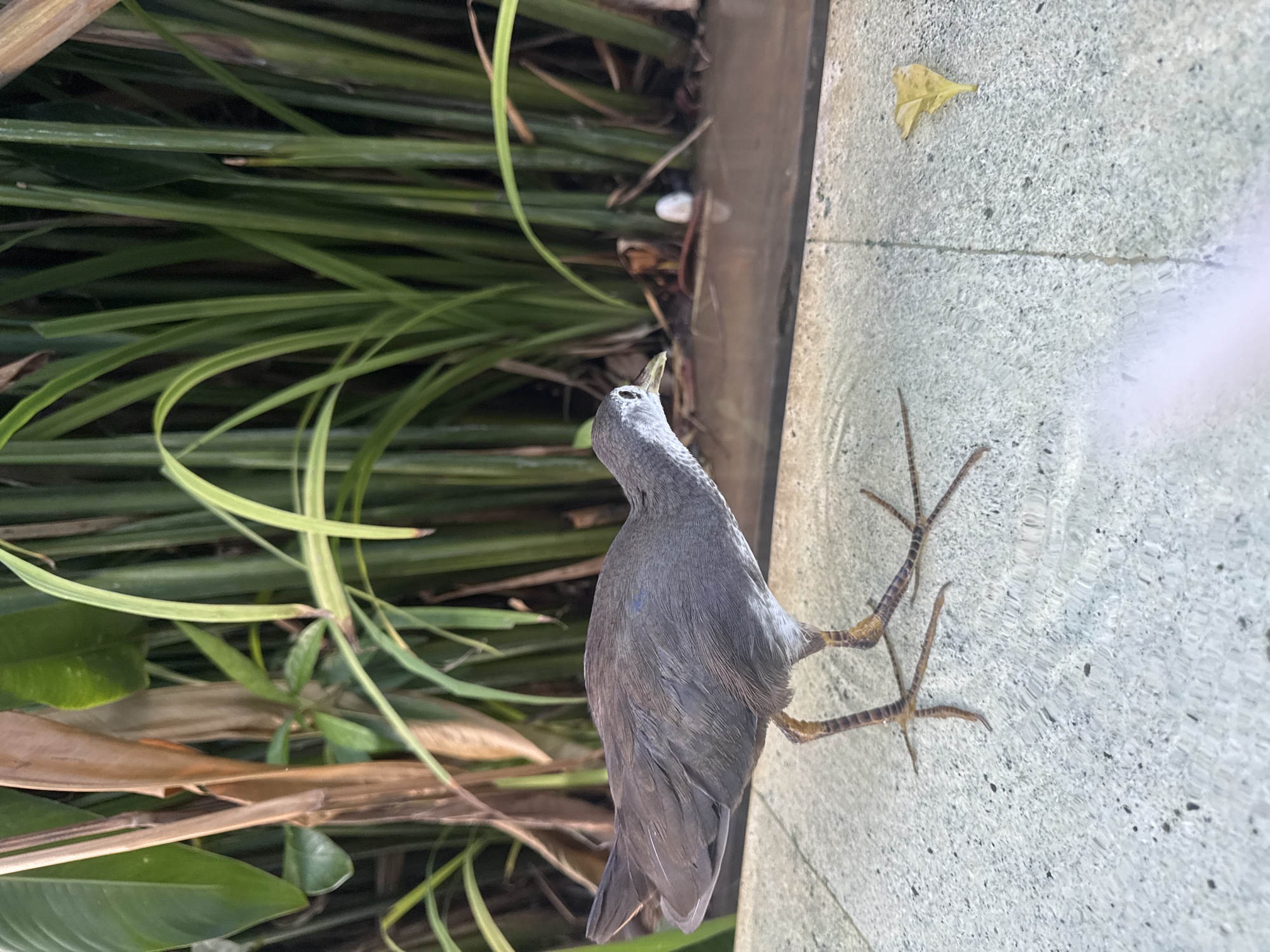 A gray bird stands on a gray, textured surface. Its long, brown-striped toes grip the surface. The bird's head is tilted upwards, revealing a light-colored beak and throat. To the left, there are green plants with long, thin leaves. The top left corner shows a vertical concrete edge. A single, yellow leaf is on the ground surface. The location is possibly Kuta Selatan, Indonesia, based on the prompt.