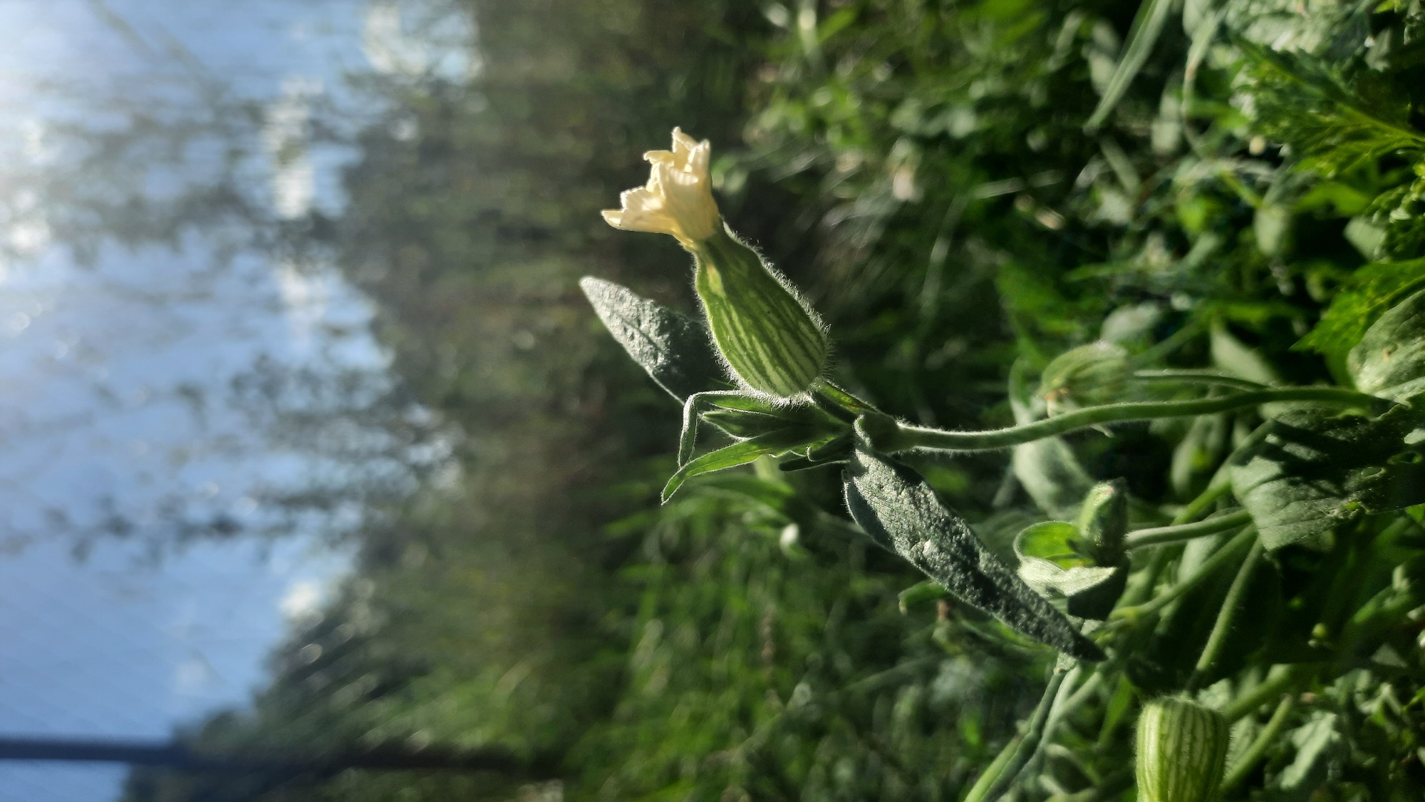 A close-up, low-angle shot captures a single, pale yellow flower with delicate, ruffled petals. The flower is emerging from a ribbed, green calyx covered in fine hairs. It is positioned on the right side of the frame, with its stem extending downwards. The background is a blur of green foliage, suggesting a natural setting. The sky, visible in the upper portion of the image, is blue with dappled sunlight filtering through. The scene appears to be outdoors, in a grassy area, possibly a park or garden. There are no people or animals present. The overall impression is one of natural beauty and tranquility.