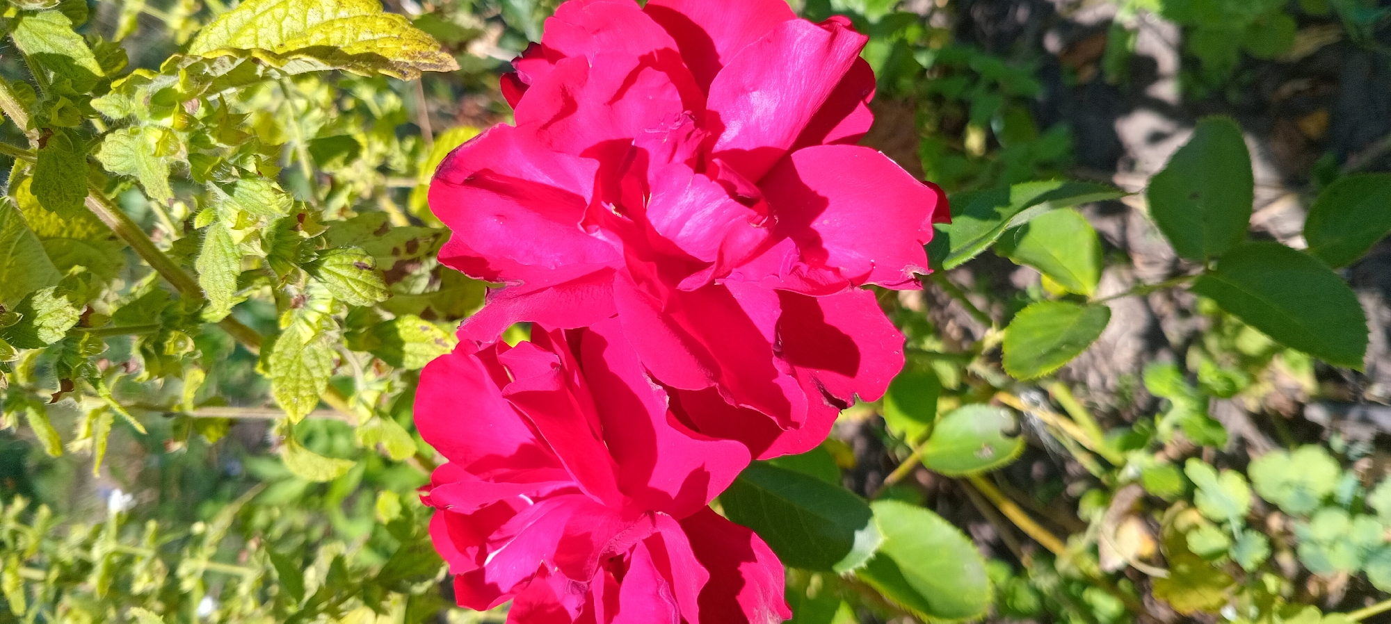 A close-up, vertical shot focuses on two vibrant fuchsia-pink rose blooms, partially obscuring the background. The roses are in full bloom, with their petals unfurled and slightly layered. Sunlight casts distinct shadows on the petals, highlighting their texture and form. To the left, one rose is more fully visible, while to the right, a second rose is slightly cropped. The background consists of blurred green foliage and stems, with some yellowed leaves in the upper right, suggesting an outdoor setting in a garden or park. The ground beneath the plants is out of focus, appearing as a mix of soil and shadows.