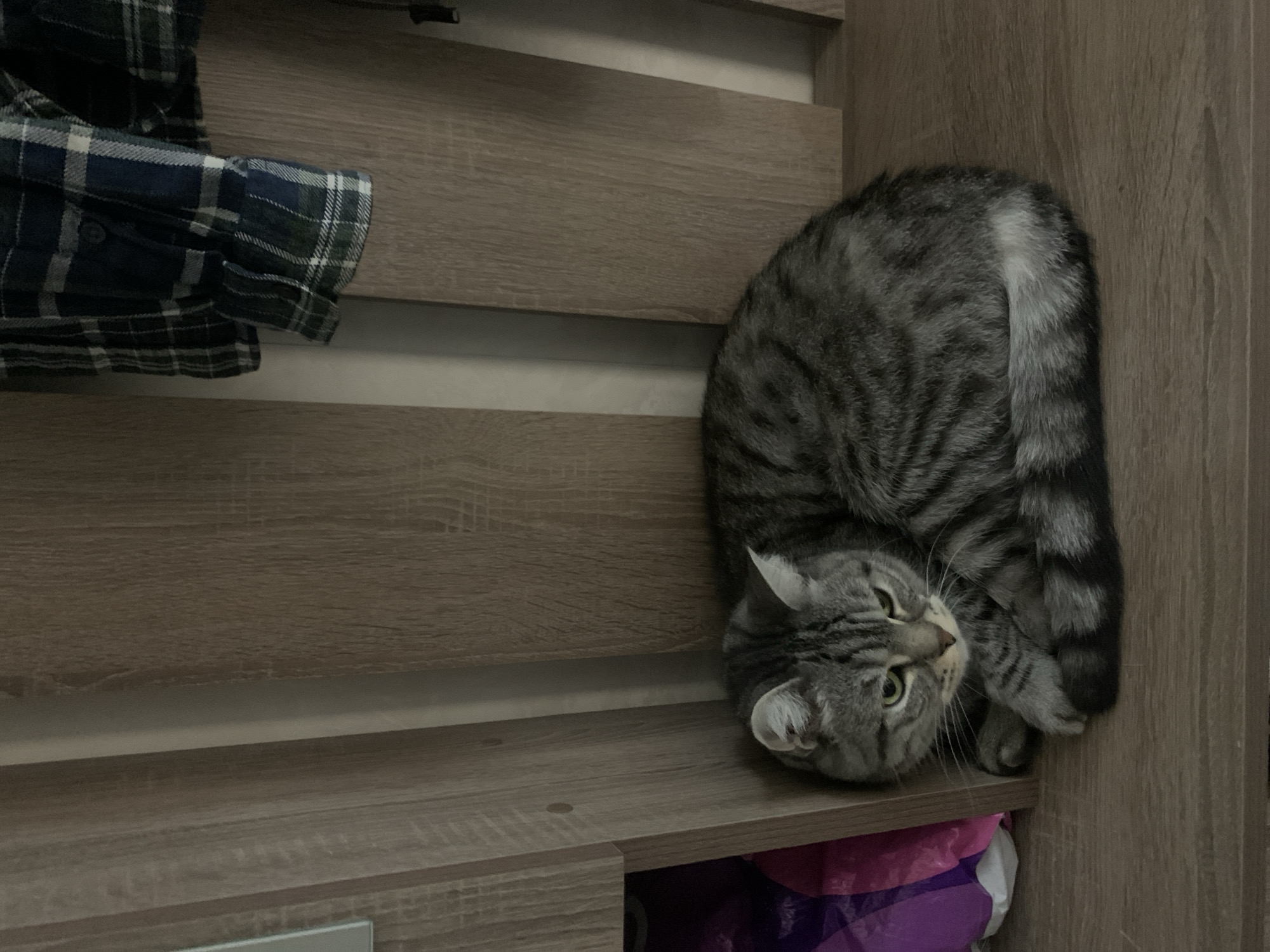 A grey tabby cat is curled up on a wooden shelf. To the left of the cat, a purple and pink plastic bag is visible. Behind the cat, a dark blue and green plaid shirt is hanging. The background consists of wooden panels. The scene is indoors, likely in a residential setting. There is no indication of the location being in Stavropol, Russia.