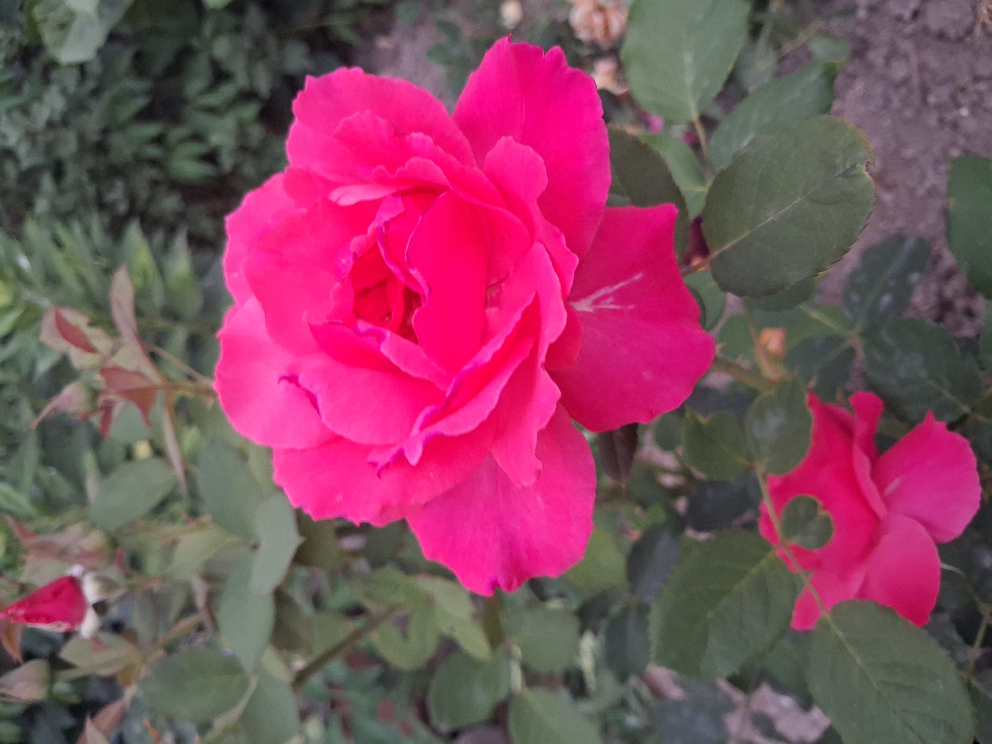 In the village of Guldala, Kazakhstan, a close-up shot captures a vibrant pink rose in full bloom, its petals unfurling in the soft natural light. The rose is the central focus, with its rich color and delicate texture drawing the viewer's eye. Surrounding the main bloom, other elements of the garden are visible, though slightly out of focus. Lush green leaves form a backdrop, interspersed with hints of rosebuds, some appearing to be tightly closed while others are beginning to open. The ground beneath the rose appears to be covered in soil and small pebbles, suggesting an outdoor garden setting. The overall scene evokes a sense of natural beauty and tranquility.