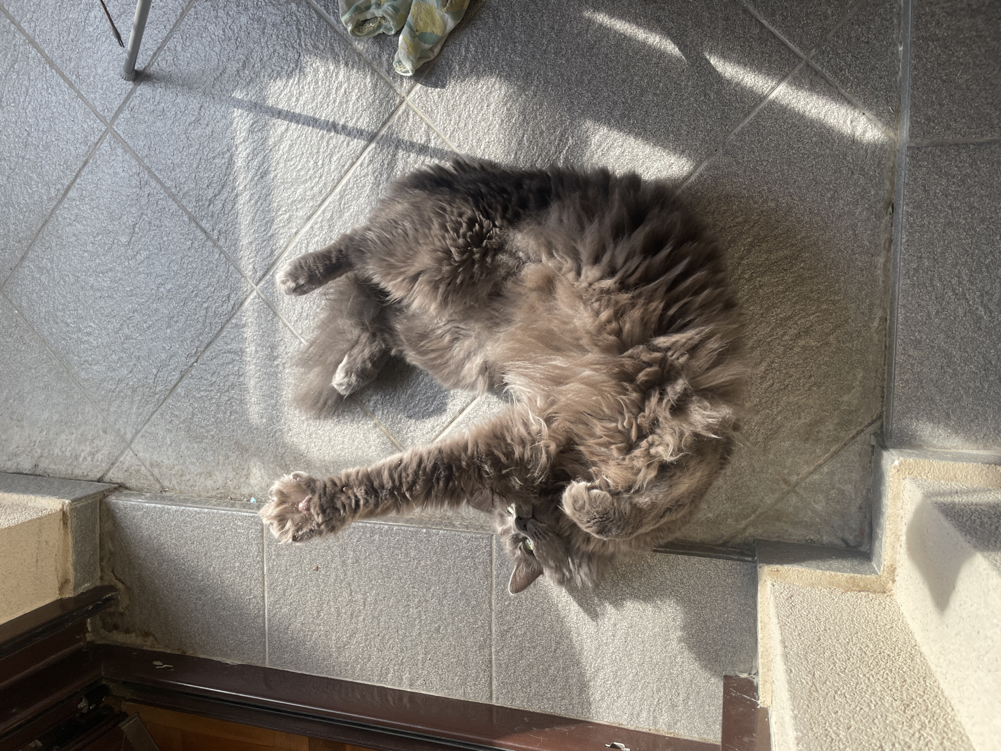 A long-haired, gray cat is lying on its back on gray tile. The location appears to be a porch or entryway, as evidenced by the door frame and steps visible in the image's lower portion. The tile is illuminated by sunlight. An unidentified piece of cloth lies in the upper left corner of the frame. The location is undetermined, though Boreti, Montenegro has been suggested. No people are visible.