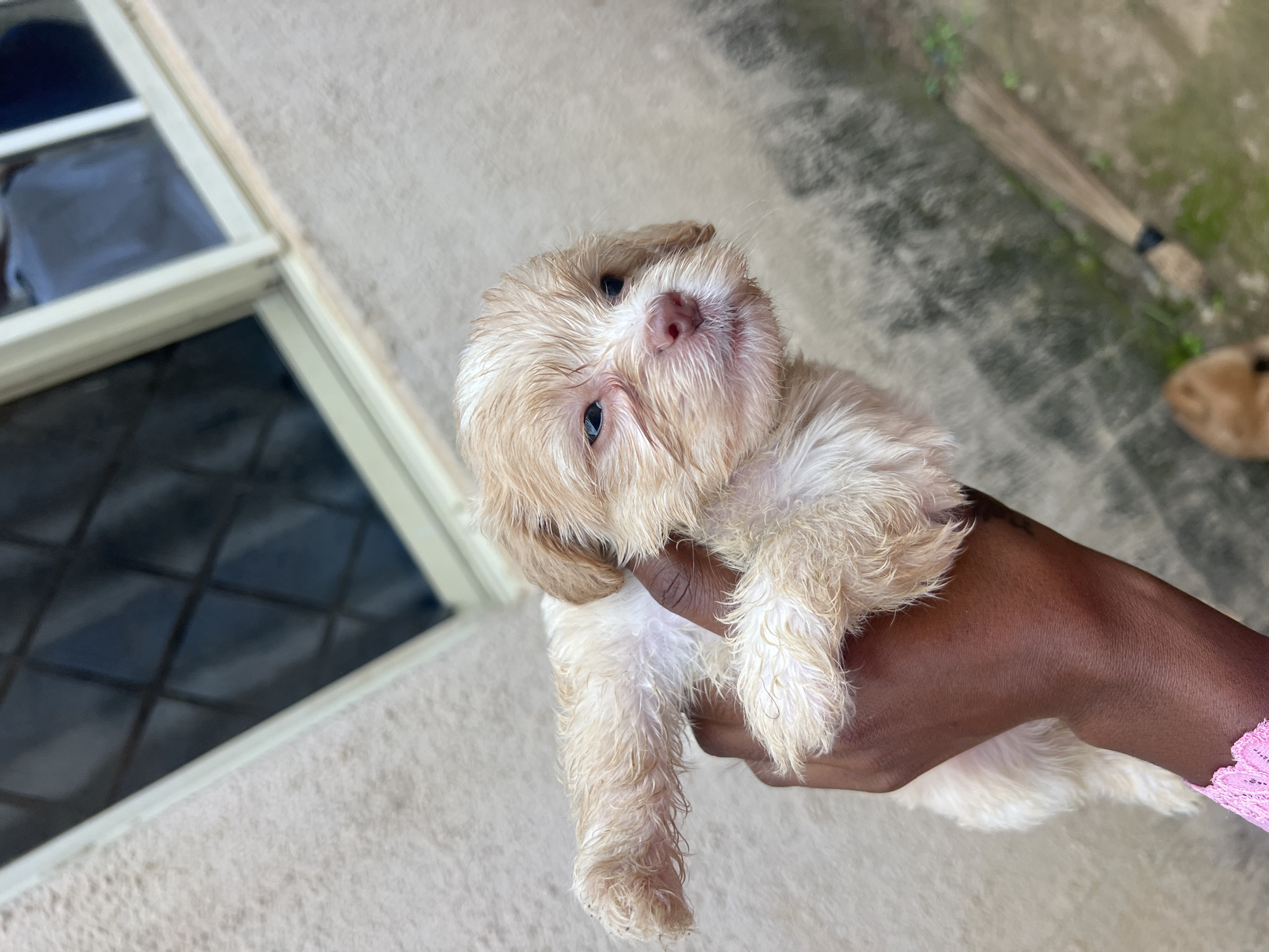 A hand holds a small, light-colored puppy in an outdoor setting. The puppy is tilted on its side, looking up at the camera with wide, dark eyes. Its fur is a fluffy, light brown and white, and its nose is a soft pink. The puppy's ears are floppy, and its face is framed by longer strands of fur. The hand holding the puppy appears to be dark-skinned, and a pink lacy edge of clothing is visible near the bottom right of the frame.
The background shows a textured, light-colored concrete wall or ground. To the left, a window or door frame with diamond-shaped panes is visible, reflecting a dark interior. Further in the background, a broom is leaning against the wall, and some greenery is growing nearby. The lighting suggests it is daytime. The overall scene appears to be in a residential or outdoor area in Rafin Par, Nigeria. The puppy's expression is curious and perhaps a little bewildered, while the act of holding it gently suggests care and affection.