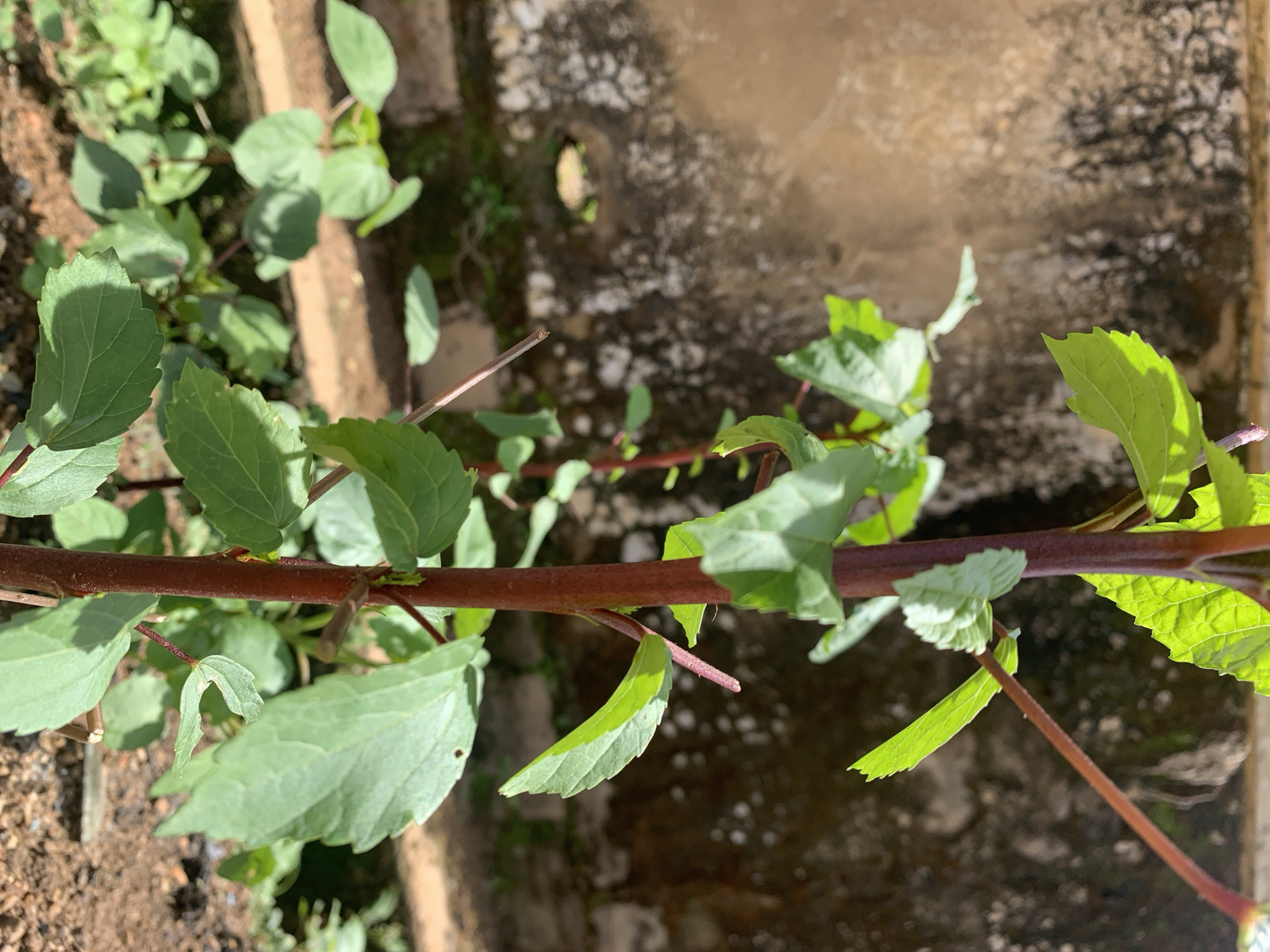 A close-up, outdoor vertical shot in Rafin Par, Nigeria, features a slender plant with a prominent reddish-brown main stem positioned slightly right of center. The stem exhibits several smaller lateral stems and alternately arranged, serrated green leaves of various sizes. Some leaves show visible veins and minor surface irregularities. Bright sunlight illuminates the plant, creating highlights on the upper leaves and casting soft shadows. The background consists of a textured, mottled wall, primarily light brown with irregular patches of darker brown and black, suggesting weathered concrete or stone. Below the wall, the ground appears to be dry, light brown soil, with several smaller, out-of-focus green plants scattered across the lower left and center. No people, animals, or specific actions are depicted.