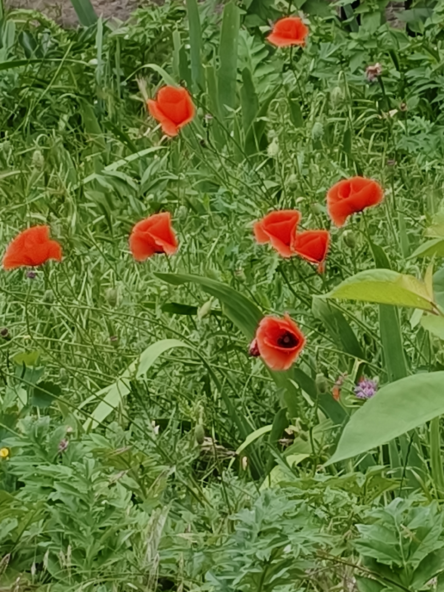 The image displays a patch of vibrant red poppies amidst lush green foliage and grass. The poppies are in various stages of bloom, with some fully open and others still in bud. The background consists of dense greenery, suggesting a natural or garden setting. There are no people or man-made structures visible in the frame. The scene appears to be an outdoor environment, possibly a field or a garden, characterized by natural vegetation. The image does not provide any specific clues about its location within the city of Kryvyi Rih, Ukraine.