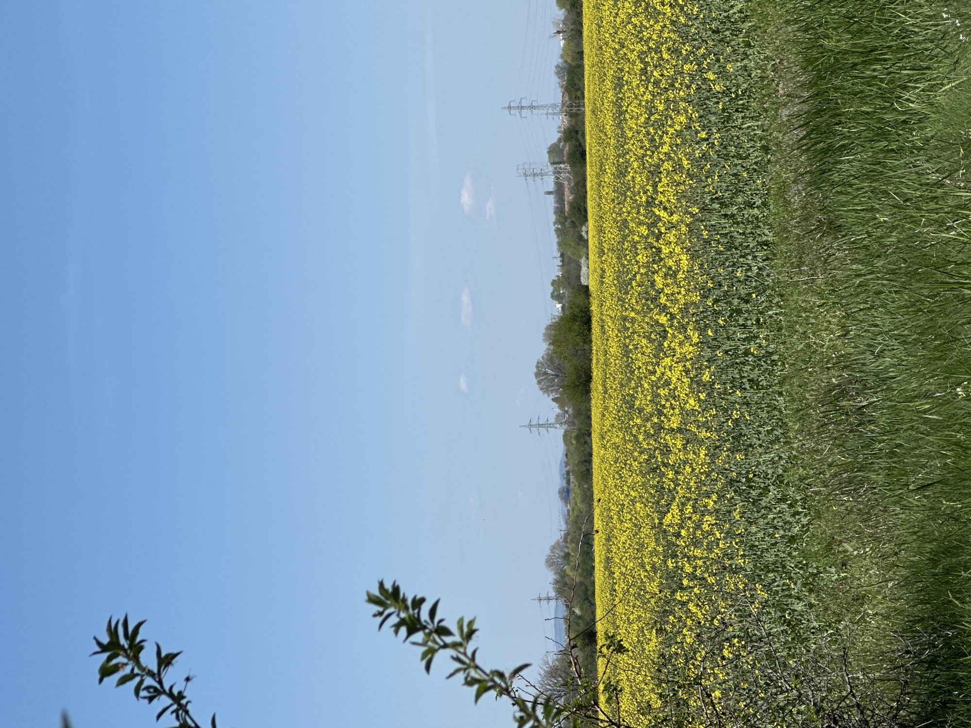 The image, correctly oriented, displays a vibrant rural landscape under a clear blue sky. A vast field of bright yellow flowers, typical of rapeseed or canola, dominates the right and central portions of the scene, extending into the distance. Adjacent to this floral field, on the far right, is a strip of lush green grass and taller weeds.
The sky, occupying the left half of the image, is a uniform, bright blue with a few small, wispy white clouds scattered across it. Several electricity transmission towers are visible along the distant horizon line, where the fields meet a band of trees. Power lines can be seen running between these towers. A line of distant deciduous trees marks the boundary between the cultivated land and the sky in the mid-ground.
In the bottom left foreground, a blurred branch with green leaves partially enters the frame, adding depth to the composition. The bright, even lighting suggests a sunny day, likely during the morning or early afternoon. There are no people visible, nor is there any discernible text. The scene evokes a sense of peaceful agricultural expanse, possibly captured in the vicinity of Sofia, Bulgaria.