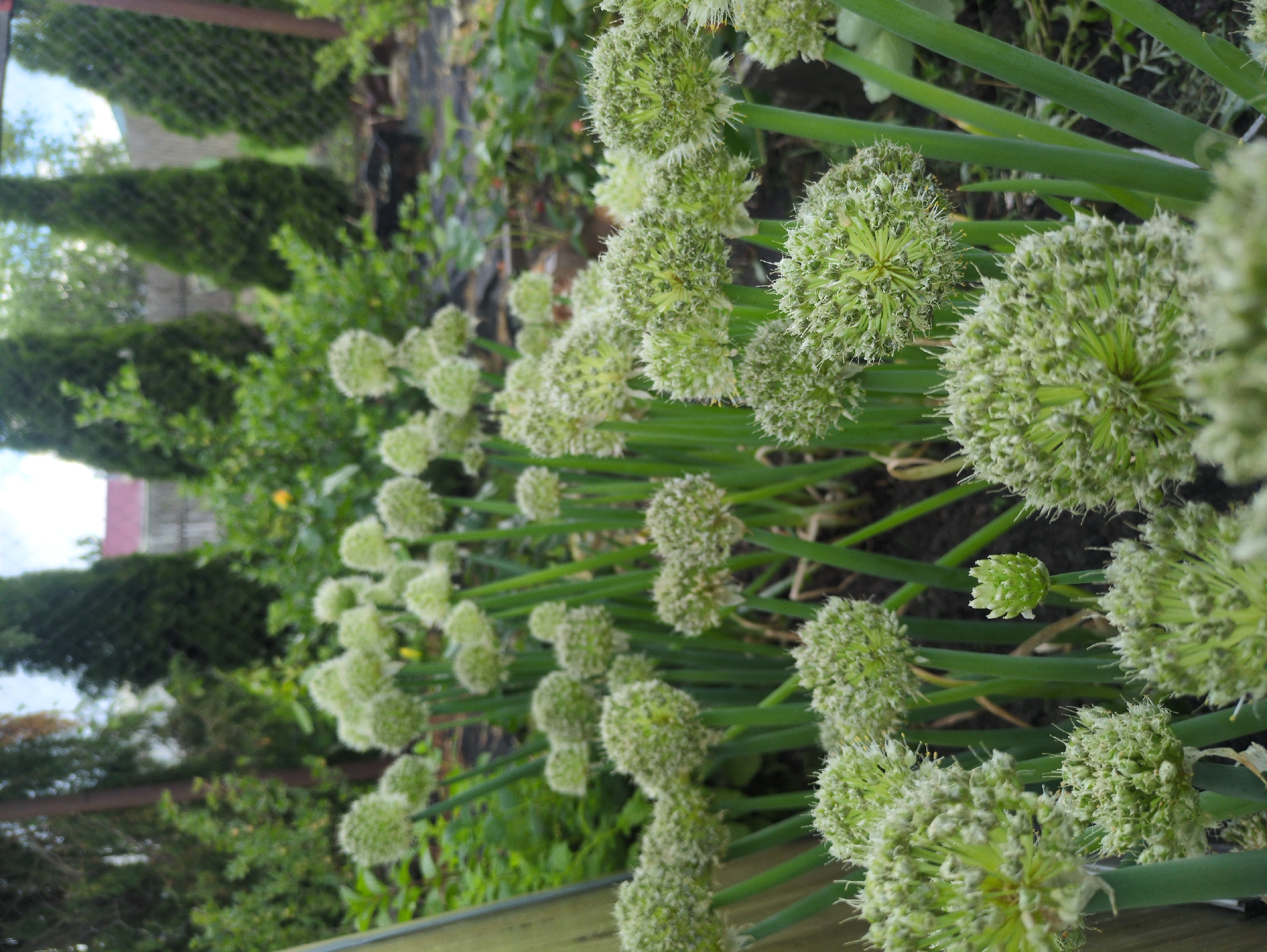 A close-up, low-angle shot captures a dense patch of flowering onion plants in a garden setting. The foreground is dominated by several large, spherical flower heads, each a cluster of small, pale green florets with delicate white stamens. These flower heads are supported by thick, green stems. In the background, more onion flower heads, some appearing smaller and less developed, are visible amongst lush green foliage and tall, dark green conifer trees. A wooden fence and a glimpse of a building with a pink roof can be seen further in the distance. The ground appears to be dark soil, with some areas covered in black mulch. The scene is set outdoors, likely in a residential garden in Kulebaki, Russia, given the context. There are no people or animals present in the image.