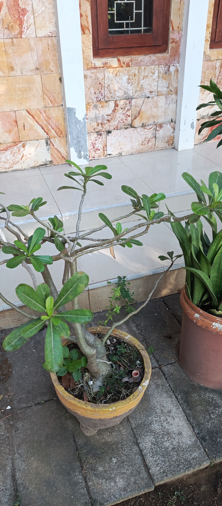 The image shows a close-up view of a potted plant in front of a wall with stone tiles and a window. The plant in the foreground is a desert rose, characterized by its thick, swollen trunk and sparse, succulent leaves. It is in a yellow and brown ceramic pot, which is placed on a stone-tiled patio. To the right of the desert rose, another potted plant with long, green leaves, possibly a snake plant, is visible. The wall behind the plants is covered with rectangular stone tiles in shades of beige, pink, and brown. A wooden-framed window with a decorative metal grate is set within the wall. The overall scene suggests an outdoor setting in a residential area. The presence of stone tiles and the style of the window are common architectural elements found in many parts of Indonesia, including Jatisari. The lighting indicates it is daytime, likely morning or late afternoon, with shadows cast on the patio.