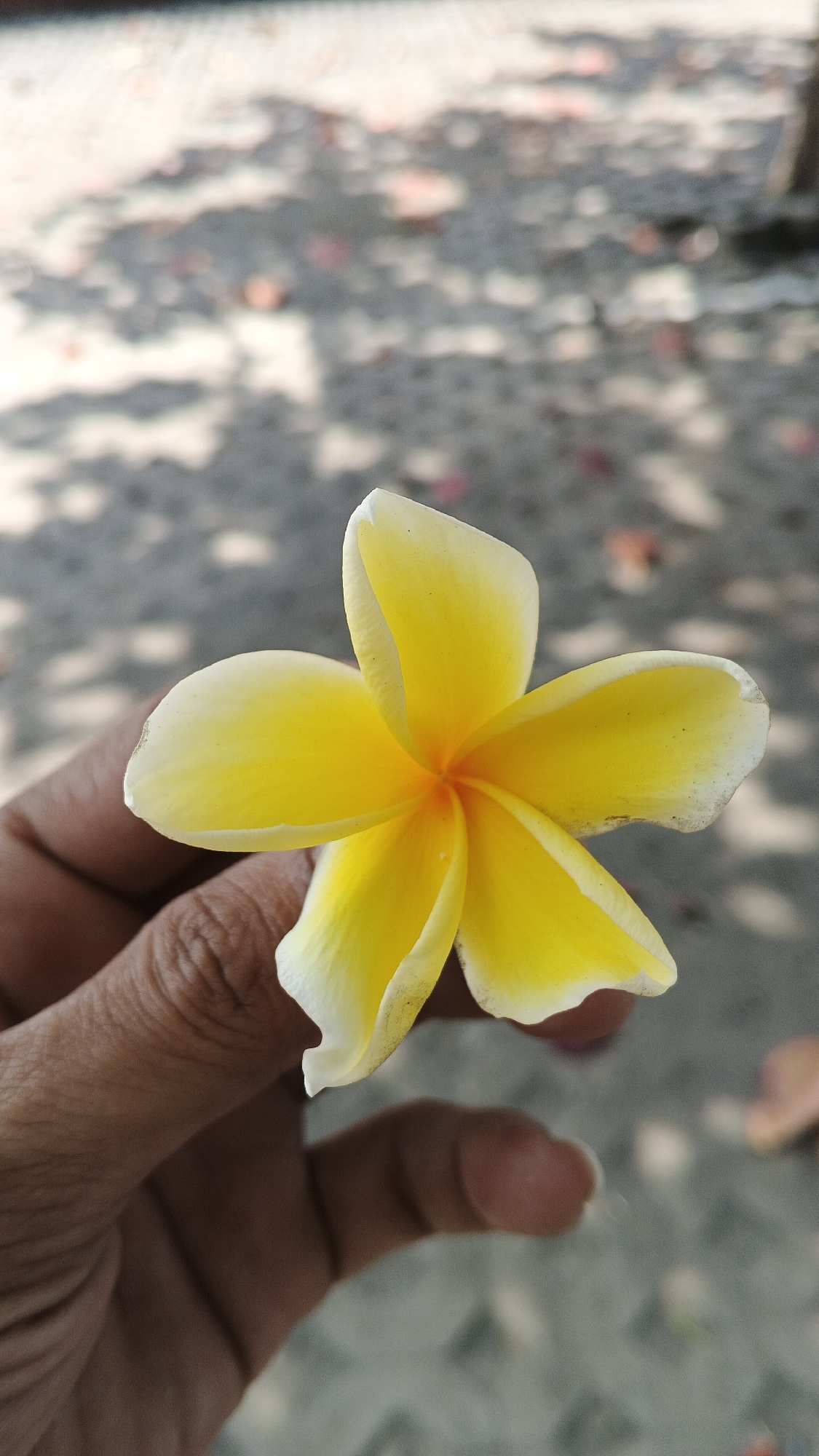 In Yogyakarta, Indonesia, a close-up shot captures a hand holding a delicate yellow and white plumeria flower against a blurry background of gray pavement and dappled light. The flower, with its five petals radiating from a vibrant orange center, is the clear focal point. The hand, dark-skinned and with visible veins, gently supports the bloom, suggesting a moment of appreciation or collection. The environment appears to be outdoors, possibly a garden or pathway, with fallen leaves or petals scattered on the ground, illuminated by the sun filtering through overhead foliage.
