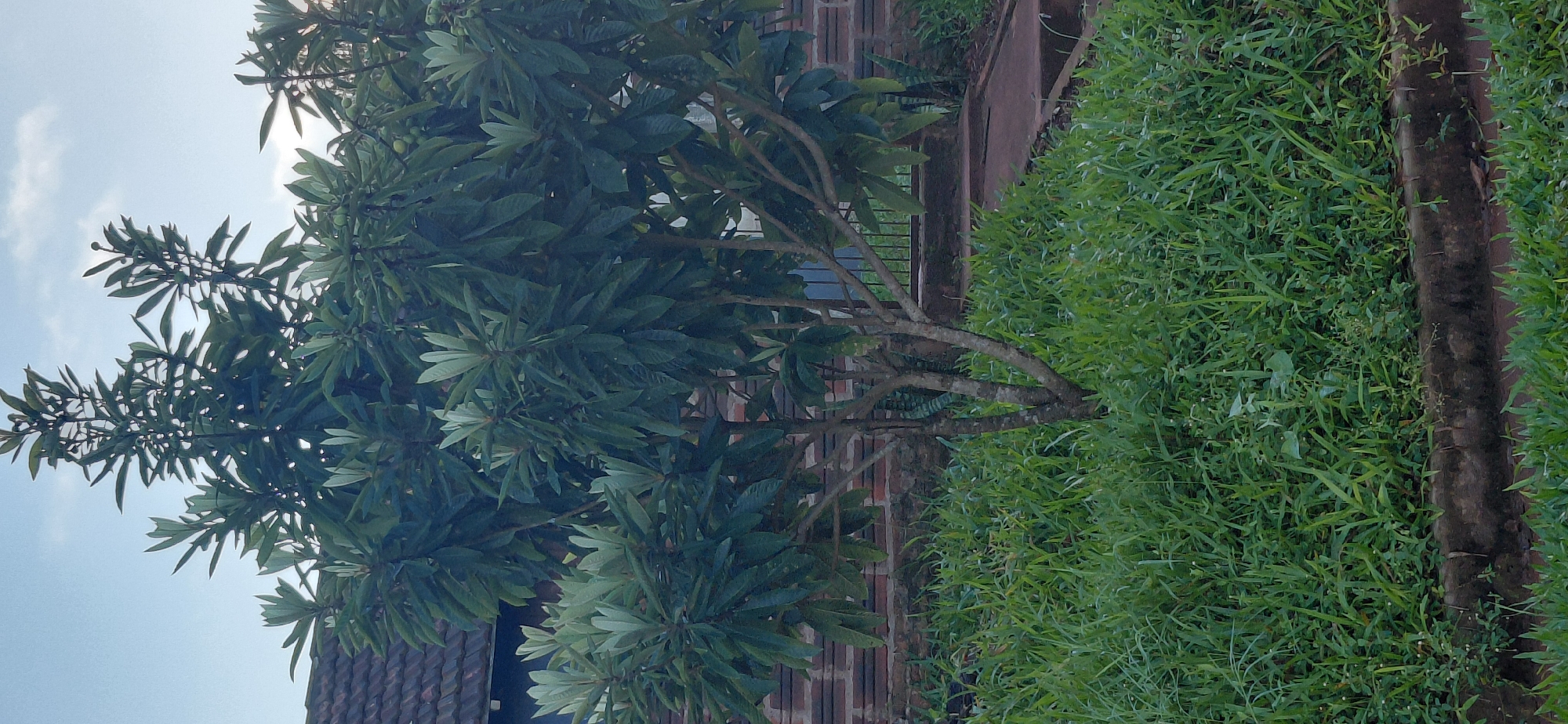 A medium shot captures a loquat tree in the foreground, its branches laden with green leaves and some small, light green fruits. The tree stands amidst lush, green grass. Behind the tree, a brick wall with a dark blue section and a tiled roof is visible. A black metal gate is positioned further back, partially obscured by the foliage. The scene is set outdoors, under a partially cloudy sky. The image is likely from Encarnacion, Paraguay, given the architecture and vegetation. There are no people or animals present. The lighting suggests it is either early morning or late afternoon.