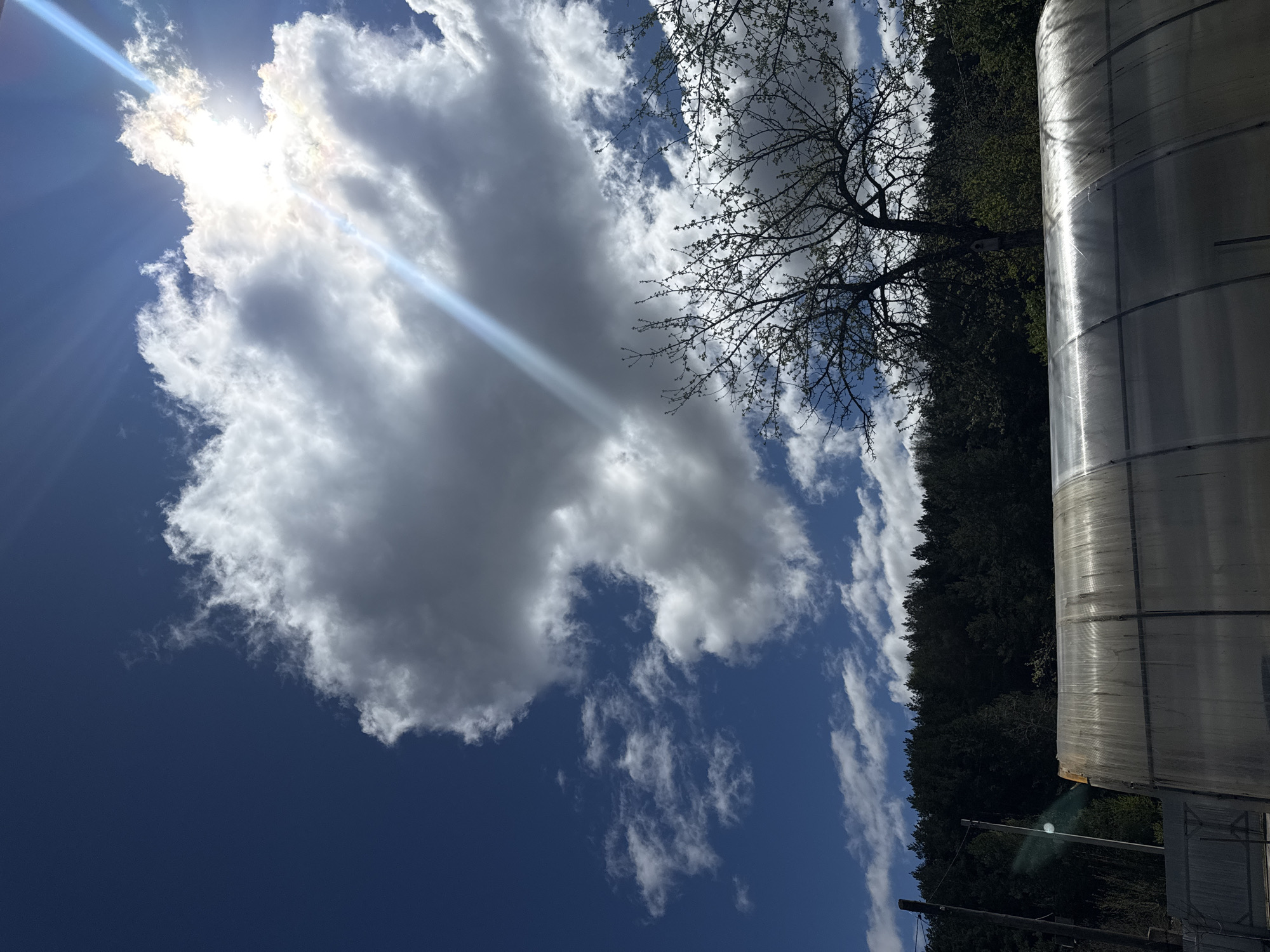 The image shows a daytime sky with white clouds and a patch of blue. The sun is shining brightly behind a large cloud, creating a bright glare and light streaks. A tree with bare branches is visible against the sky and clouds. A dense line of trees is present in the background. A semi-transparent, reflective structure, possibly a greenhouse or building, is located on the right side of the image. The location is unspecified. No people, actions or interactions are visible.