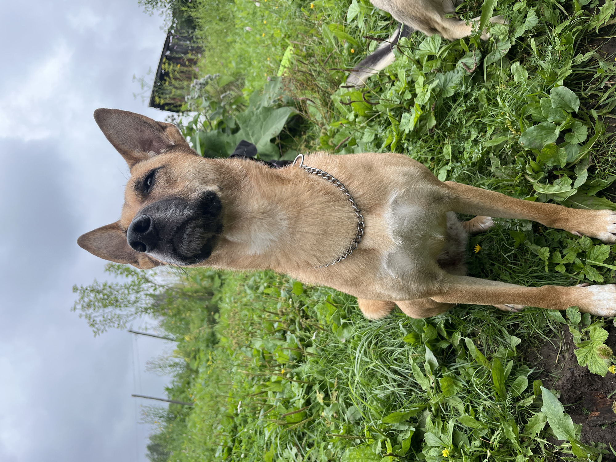 An adult German Shepherd mix, predominantly tan with darker markings, sits alertly in lush green grass. The dog wears a silver chain collar. Its head is tilted upwards, eyes looking off-camera to the left, and ears are perked. The background reveals a slightly overcast sky, blurred trees, and a rustic wooden structure, suggesting a rural or semi-rural setting. The location is identified as Nizhny Tagil, Russia. The dog is the primary subject.