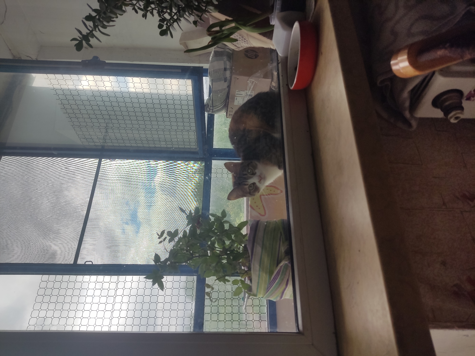A calico cat peers through a window, its gaze directed towards the viewer. The window, equipped with a protective mesh, offers a glimpse of the outside world. A potted plant adds a touch of greenery to the windowsill. The scene appears to be indoors, possibly a residential setting. The image does not provide sufficient information to confirm the location as Pavlovo, Russia.
