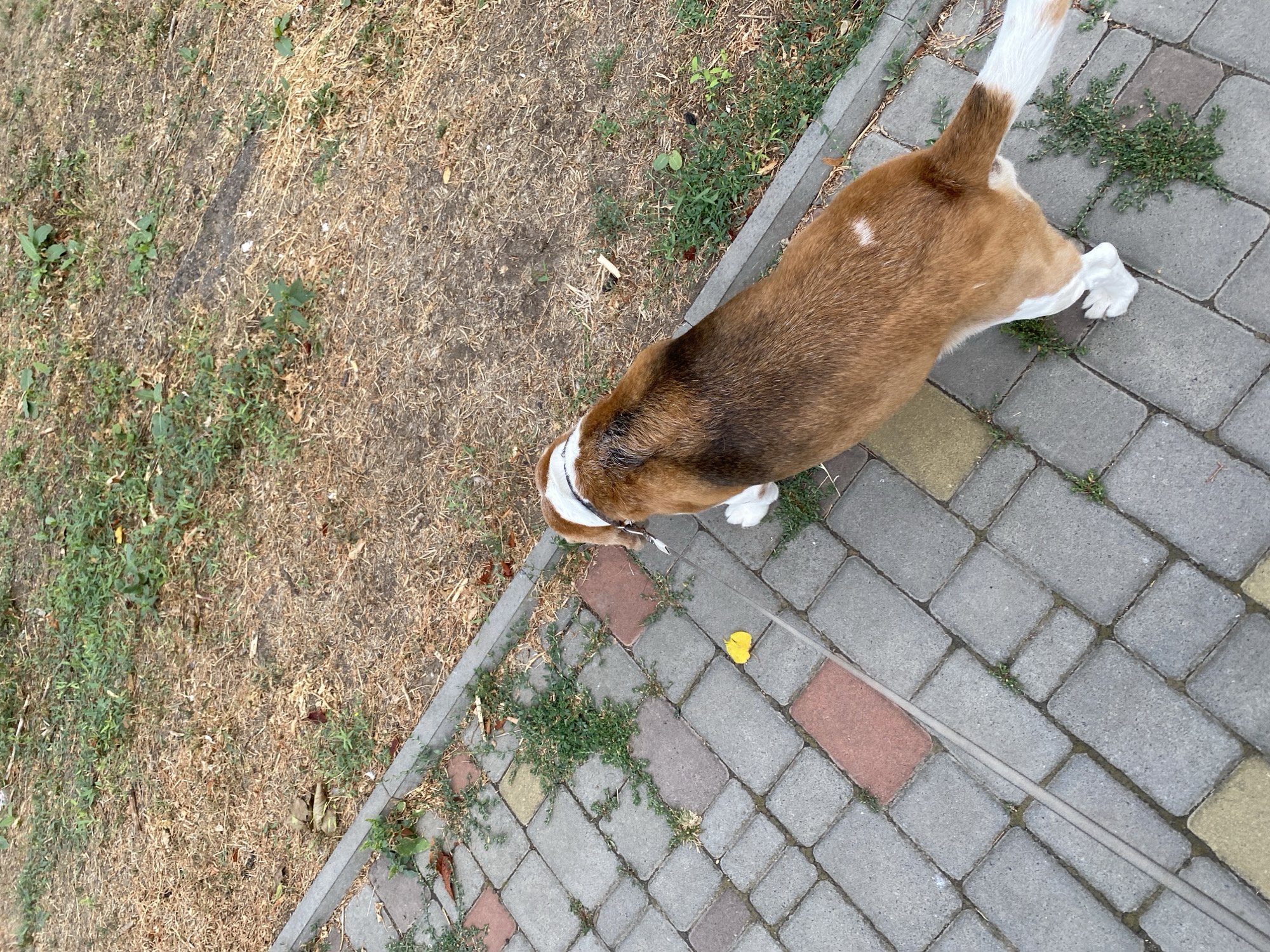 An adult, tan and white Beagle dog is walking on a grey and red brick sidewalk in Chornomorsk, Ukraine. The dog is wearing a white collar and is on a leash, which is visible on the sidewalk. The ground beside the sidewalk is covered in dry grass and some scattered green weeds. The scene appears to be outdoors, possibly in a park or residential area, on an overcast day. The dog is walking away from the camera.