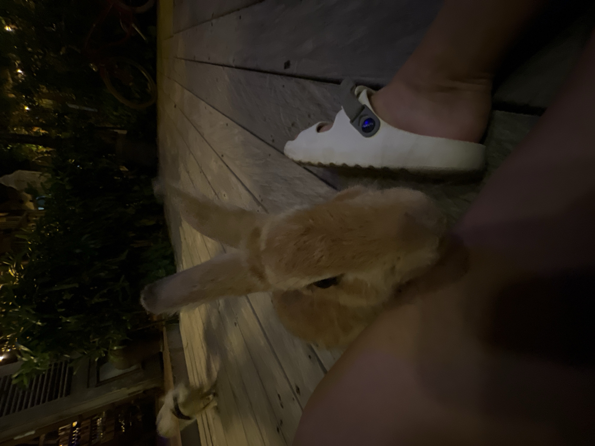 The image shows a person wearing a white Birkenstock sandal. Beside the foot stands a brown-haired dog with its head facing the camera. A second, smaller dog is visible in the lower left corner. The scene is set on a wooden deck. In the background is foliage and indistinct building elements. The location is likely North Kuta, Indonesia.