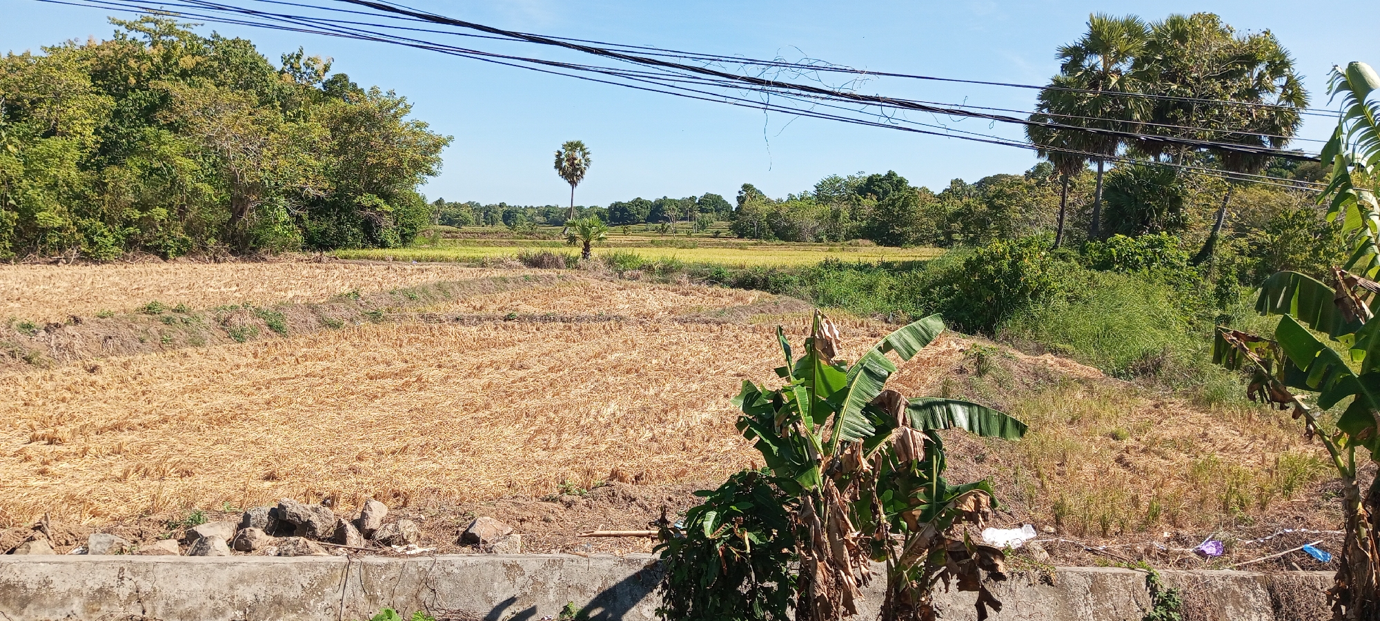 This is a wide shot of a rural landscape in Rumpia, Indonesia, on a clear day. The foreground is dominated by a dry, golden field of harvested rice stalks, suggesting a recent harvest. A low concrete wall runs across the bottom of the frame, topped with scattered rocks. To the right, a banana tree with large green leaves and some dried fronds is partially visible. Beyond the harvested field, a lush green landscape unfolds, with trees and vegetation. In the middle ground, a small palm tree stands out against a backdrop of green fields, possibly still growing rice. Further in the distance, more trees and vegetation form a dense horizon line under a bright blue sky. Overhead, a tangle of power lines crisscrosses the sky, indicating the presence of infrastructure. The overall scene is one of agricultural land and natural beauty, with subtle signs of human presence.