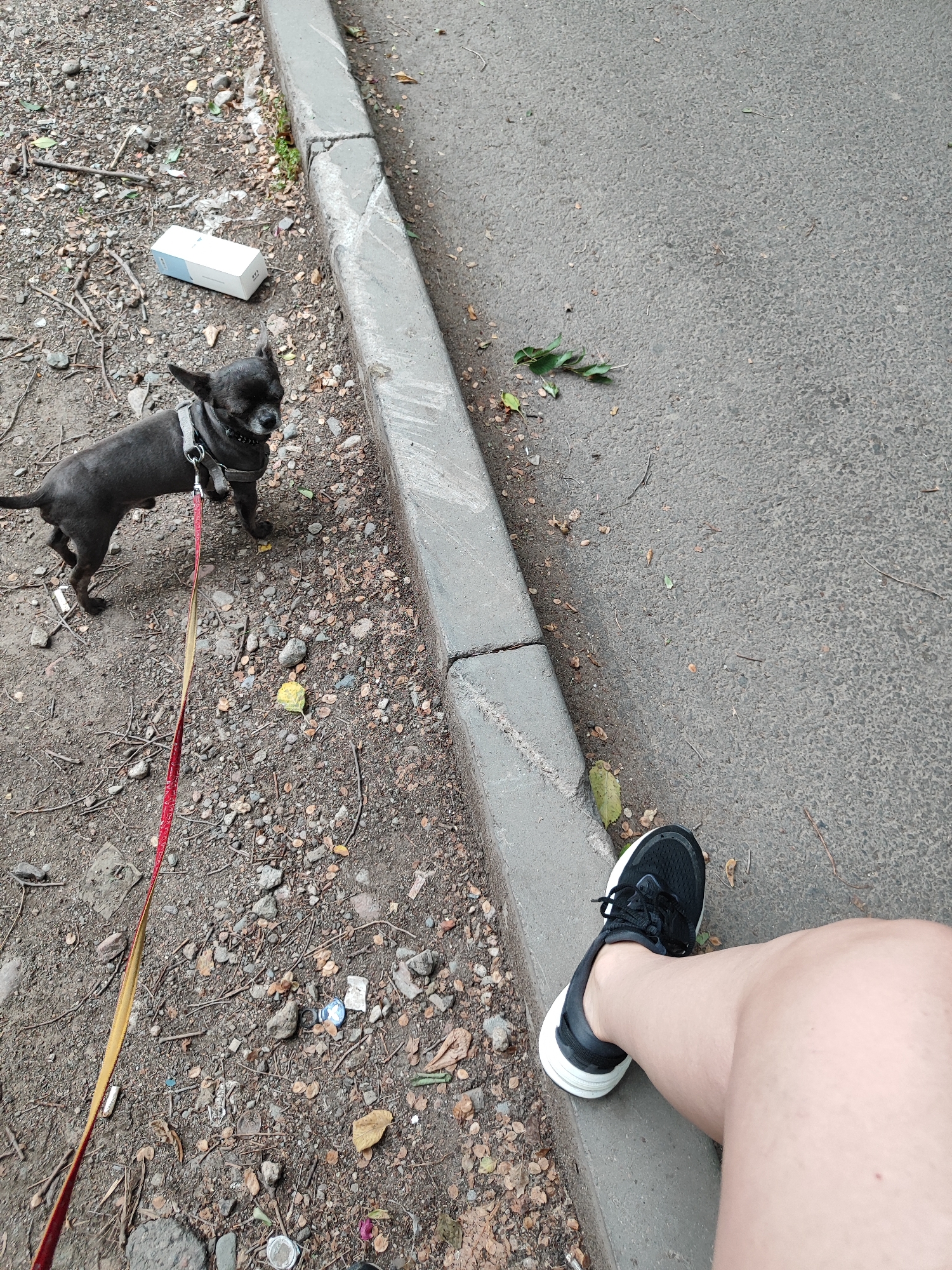 The image shows a small, dark-colored dog on a leash, standing on a gravelly path next to a paved road. A person's leg, wearing a black and white athletic shoe, is visible resting on the curb. The environment appears to be an urban setting, possibly a park or sidewalk, with scattered debris on the ground. The dog is wearing a harness and the leash is red and yellow. There is a white box lying on the ground near the dog. The lighting suggests it is daytime. The scene is captured from a top-down perspective. This image was taken in Almaty, Kazakhstan.