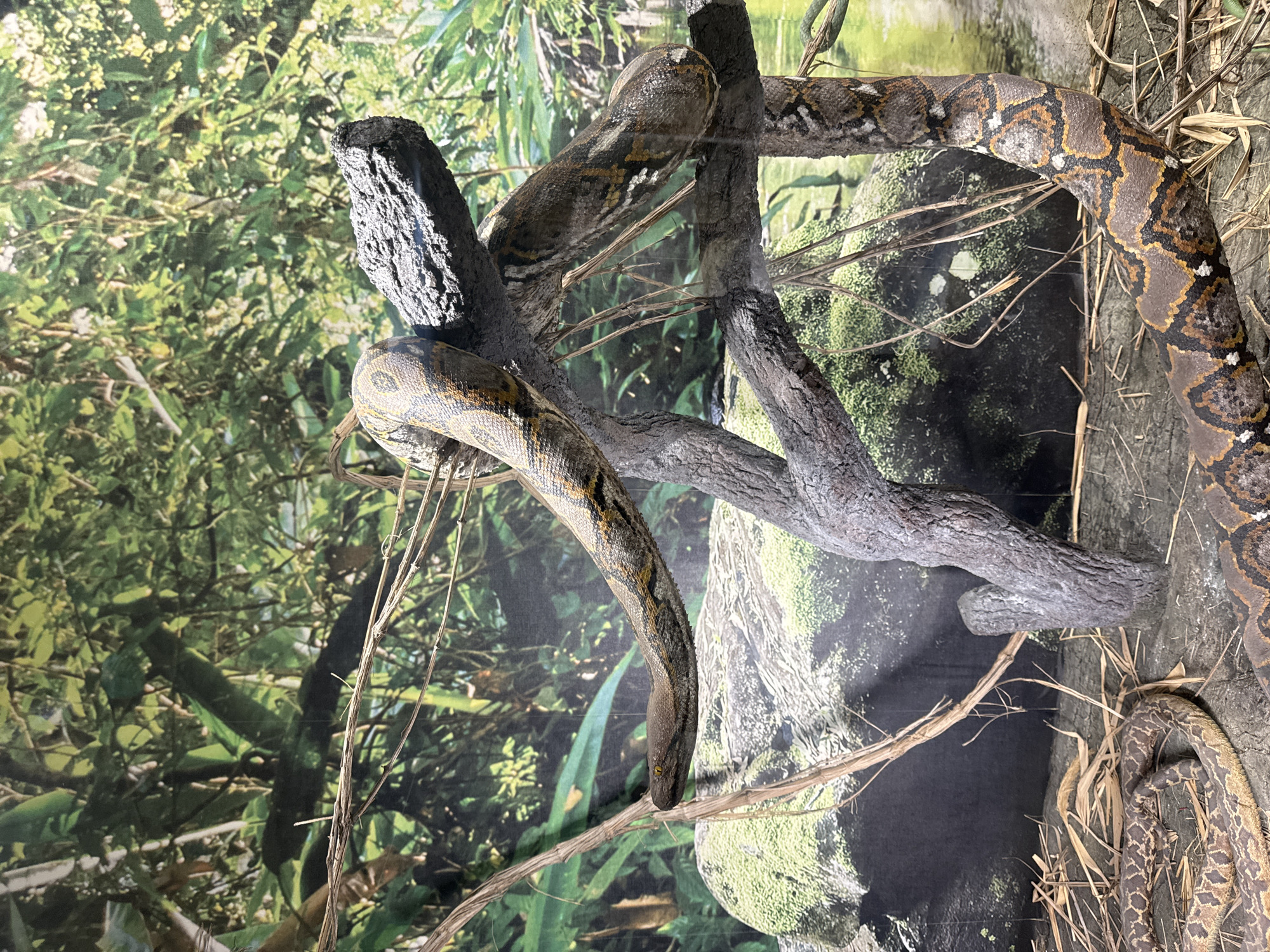 The image depicts a reticulated python in a terrarium exhibit, presumably at the Plovdiv Zoo in Plovdiv, Bulgaria. The snake is predominantly brown and tan with geometric patterns. It is draped over several artificial branches. The background is a mural of a tropical forest setting. Dried branches are scattered on the ground of the terrarium.