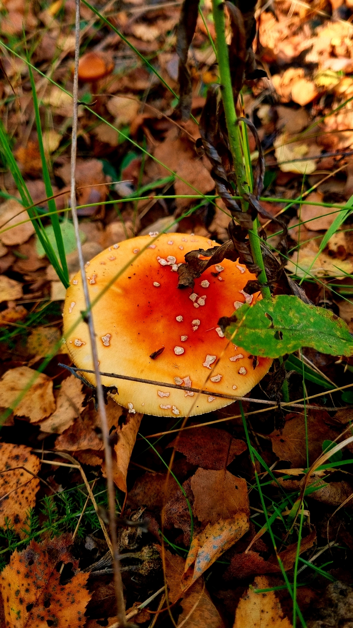 This is a close-up, high-angle, medium shot of a single Amanita muscaria mushroom cap, also known as a fly agaric, nestled amongst fallen autumn leaves and green grass. The mushroom cap is predominantly bright orange and red, with numerous white, flaky spots scattered across its surface. It is partially obscured by a thin, vertical brown stem or twig on the left and a few blades of green grass. In the background, the ground is covered with a carpet of dry, brown and yellow fallen leaves, some of which are curled and appear damp. The overall scene depicts a natural forest floor setting during autumn. The location is identified as Vysokoe, Russia, suggesting this is a common mushroom found in that region's forests. There are no people or animals visible in the image, and no discernible action is taking place beyond the natural environment.