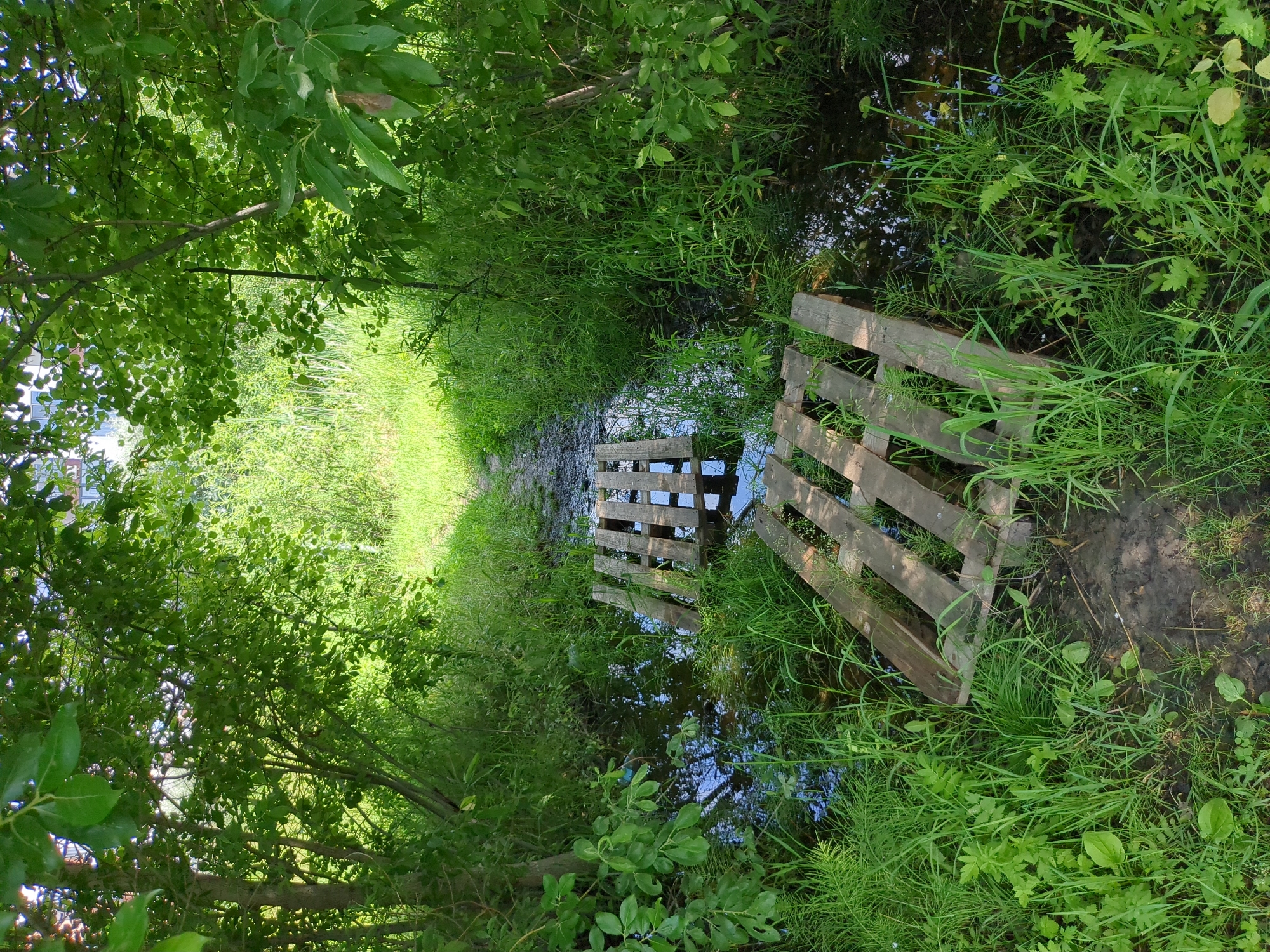 The image depicts a waterlogged area with two wooden pallets submerged in shallow water. The pallets appear to be placed as stepping stones or makeshift bridges across a small stream or flooded path. Surrounding the water are lush green grasses and foliage, with trees and branches framing the scene from above and to the sides. The lighting suggests it is daytime, with sunlight filtering through the leaves, creating dappled light and shadow. The overall impression is one of a natural, somewhat overgrown setting, possibly a marshy area or a path that has become inundated after rainfall. There are no people visible, and the scene evokes a sense of peaceful, albeit damp, nature. The location cues are limited to the general description of a verdant, possibly rural or park-like environment. No text is visible in the image.