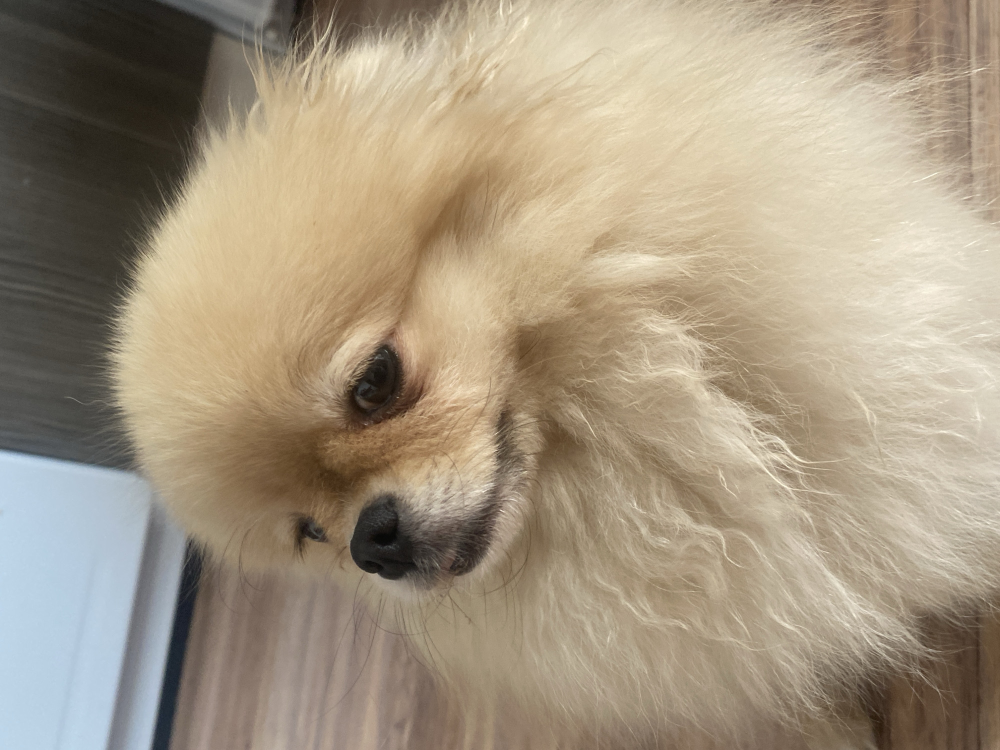 A pomeranian dog with light cream-colored fur is lying on a wooden floor. The dog is facing left and looking upwards. The dog's nose is black, and its eyes are dark brown. The dog's fur is long and fluffy, especially around its neck and chest. The background is blurred, but it appears to be an indoor setting with a wall and possibly furniture. The lighting is natural and soft, casting subtle shadows on the dog's fur.