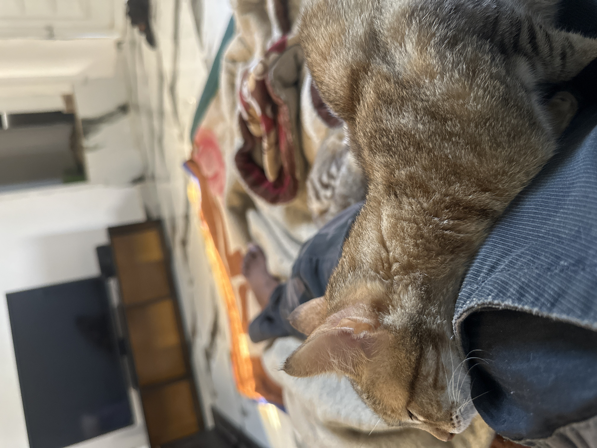 A close-up, slightly rotated, high-angle shot features a brown tabby cat resting on a person’s lap, with the person wearing dark blue denim. The cat is positioned centrally in the frame, its head and upper body clearly visible. To the left of the cat and person is a multicolored blanket, composed of beige, red, and brown tones, atop which a foot is visible. The background includes a blurred white wall with what appears to be a dark shelving unit to the lower left. The location is undetermined.