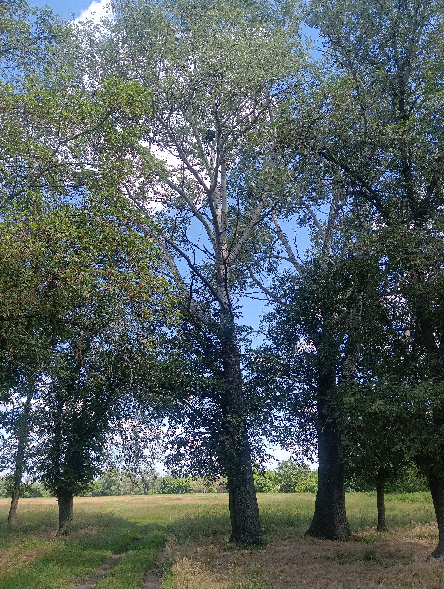 This image depicts a serene outdoor scene on a clear day, likely in the late morning or early afternoon given the bright sunlight. The foreground is dominated by several large trees with lush green foliage, their branches reaching towards the vibrant blue sky dotted with a few wispy white clouds. The trees are varied, with some showing lighter, possibly birch-like bark, and others with darker, rougher bark. One tree on the left has a dense canopy, while a tall, prominent tree in the center has a more open structure, revealing the sky through its branches. A noticeable detail on this central tree is a green, ball-like growth, possibly a gall or a bird's nest.
A dirt path winds its way through the grassy foreground, leading into the distance. The path is partially shaded by the trees, creating a dappled light effect on the ground. The field beyond the trees is covered in tall, dry grass with hints of green, suggesting a late summer or early autumn setting. In the background, a line of trees and foliage forms a gentle horizon. The overall atmosphere is peaceful and natural, evoking a sense of tranquility and the quiet beauty of the countryside. There is no visible text in the image.