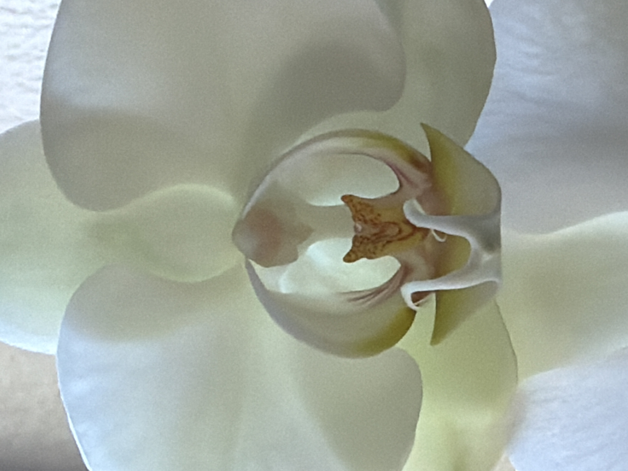 The image shows a close-up of a white orchid flower. The central part of the flower, including the labellum, is visible with yellow and brown markings. The petals appear translucent and slightly blurred.